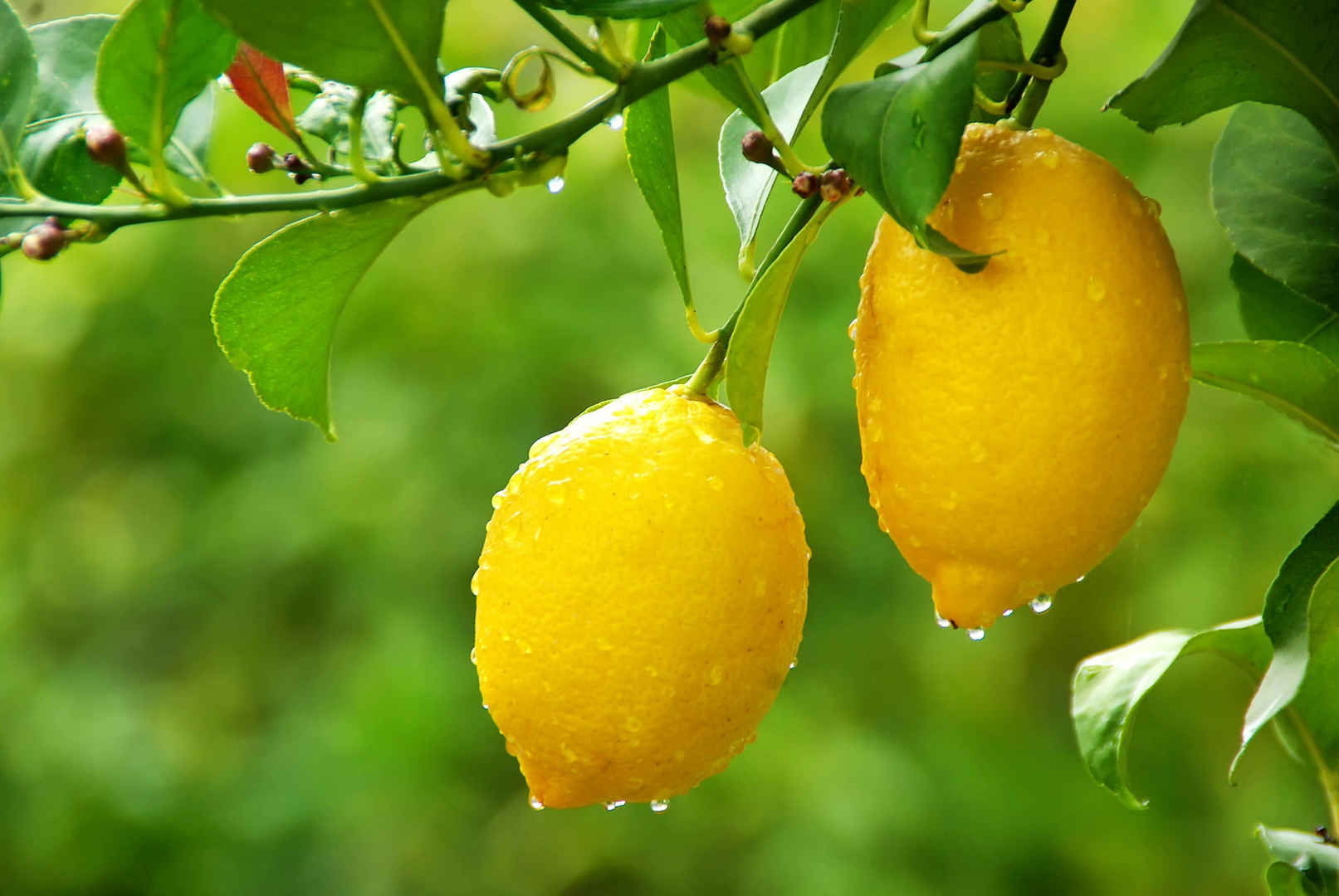 黄色柠檬挂在树上图片