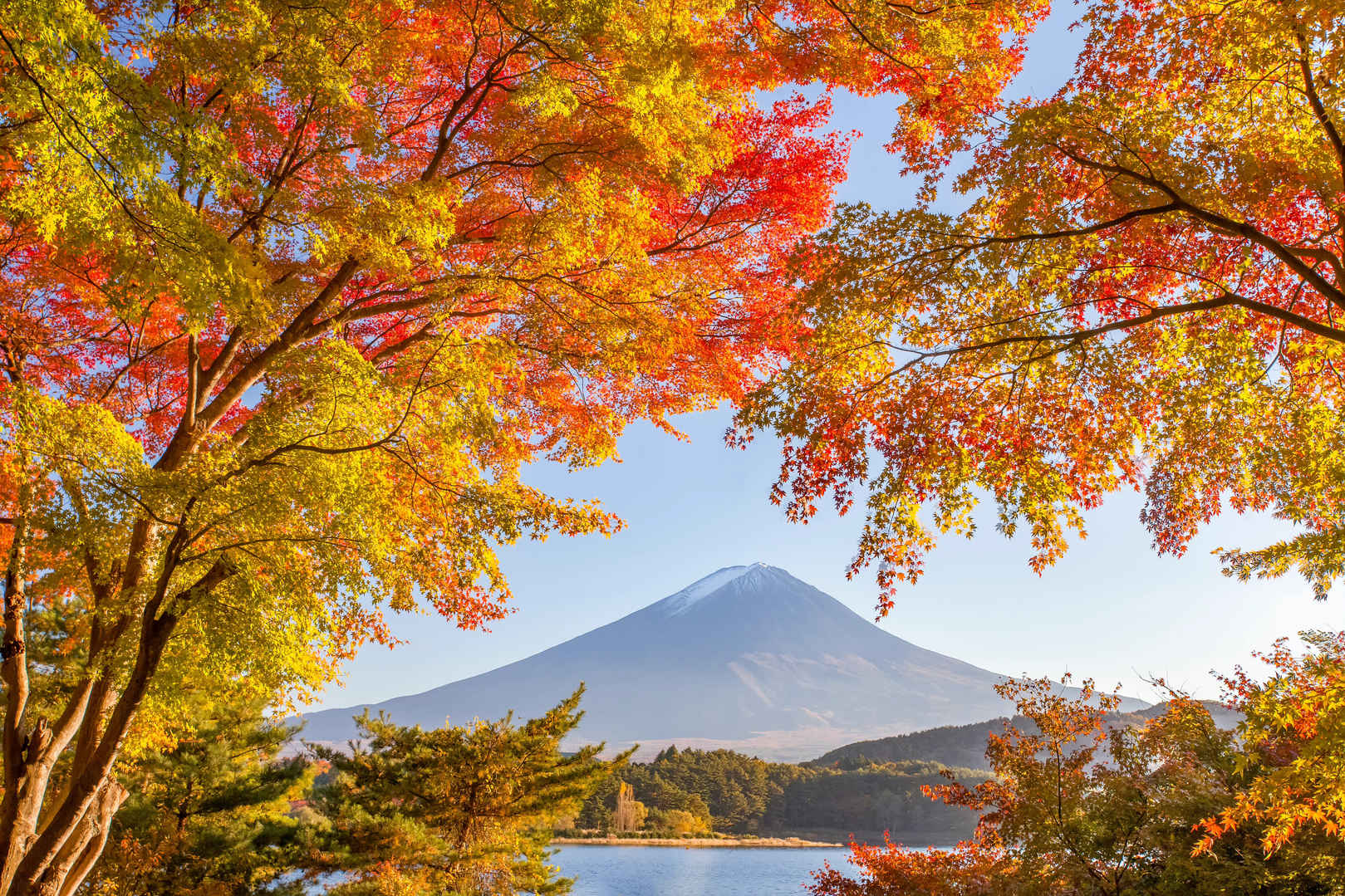 秋天一棵树和富士山摄影图