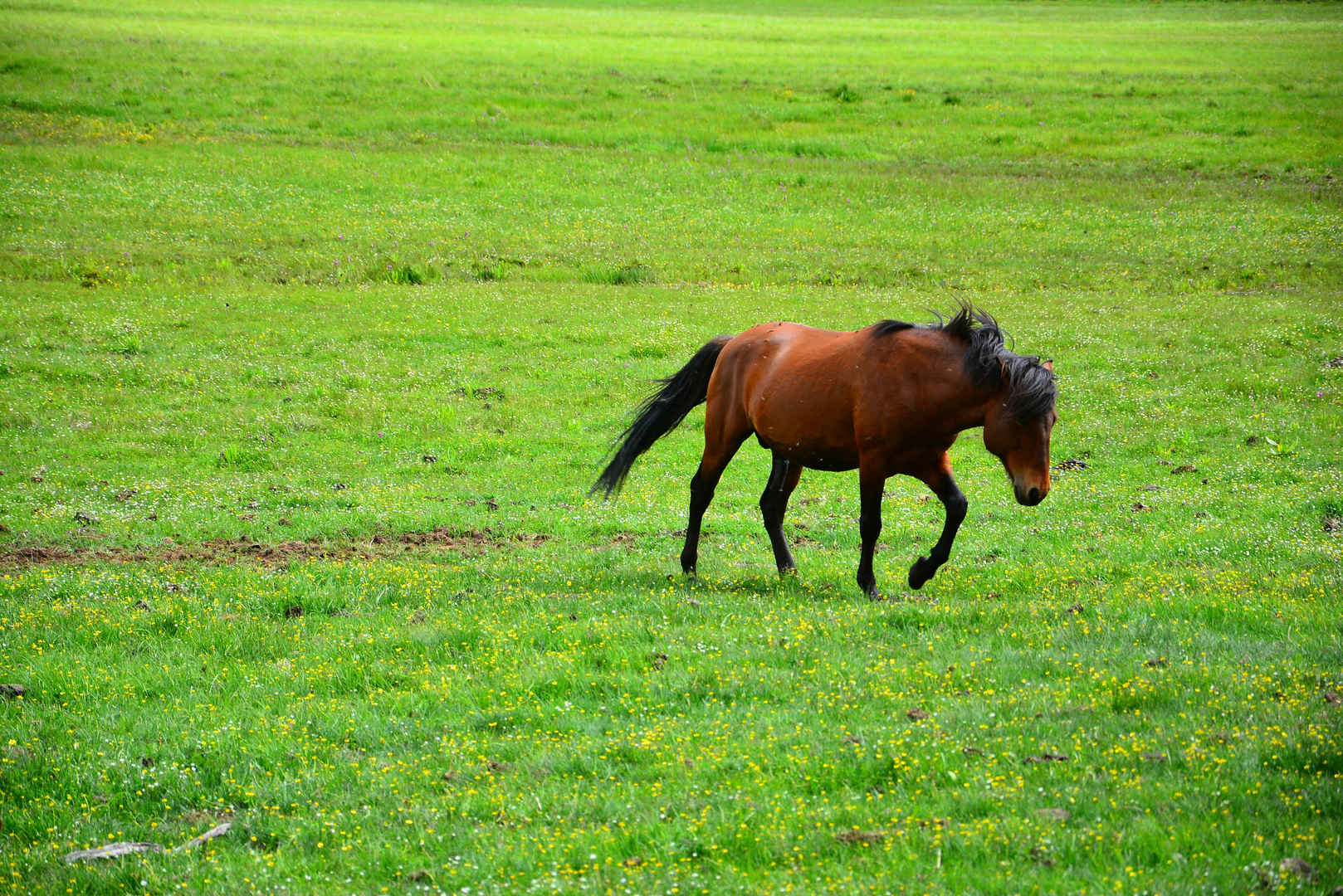 香格里拉 普达措草原上的马-