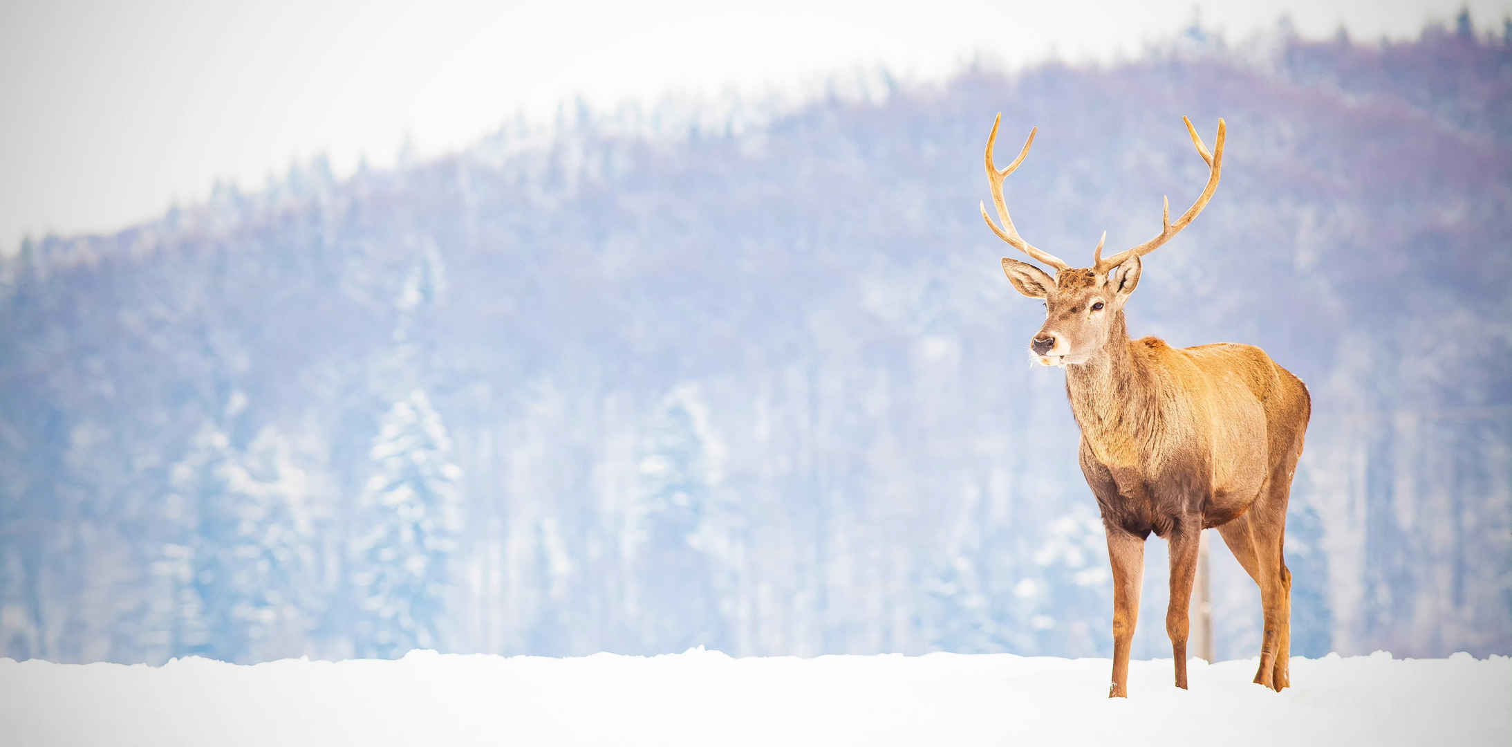 森林背景下冬雪中的鹿-