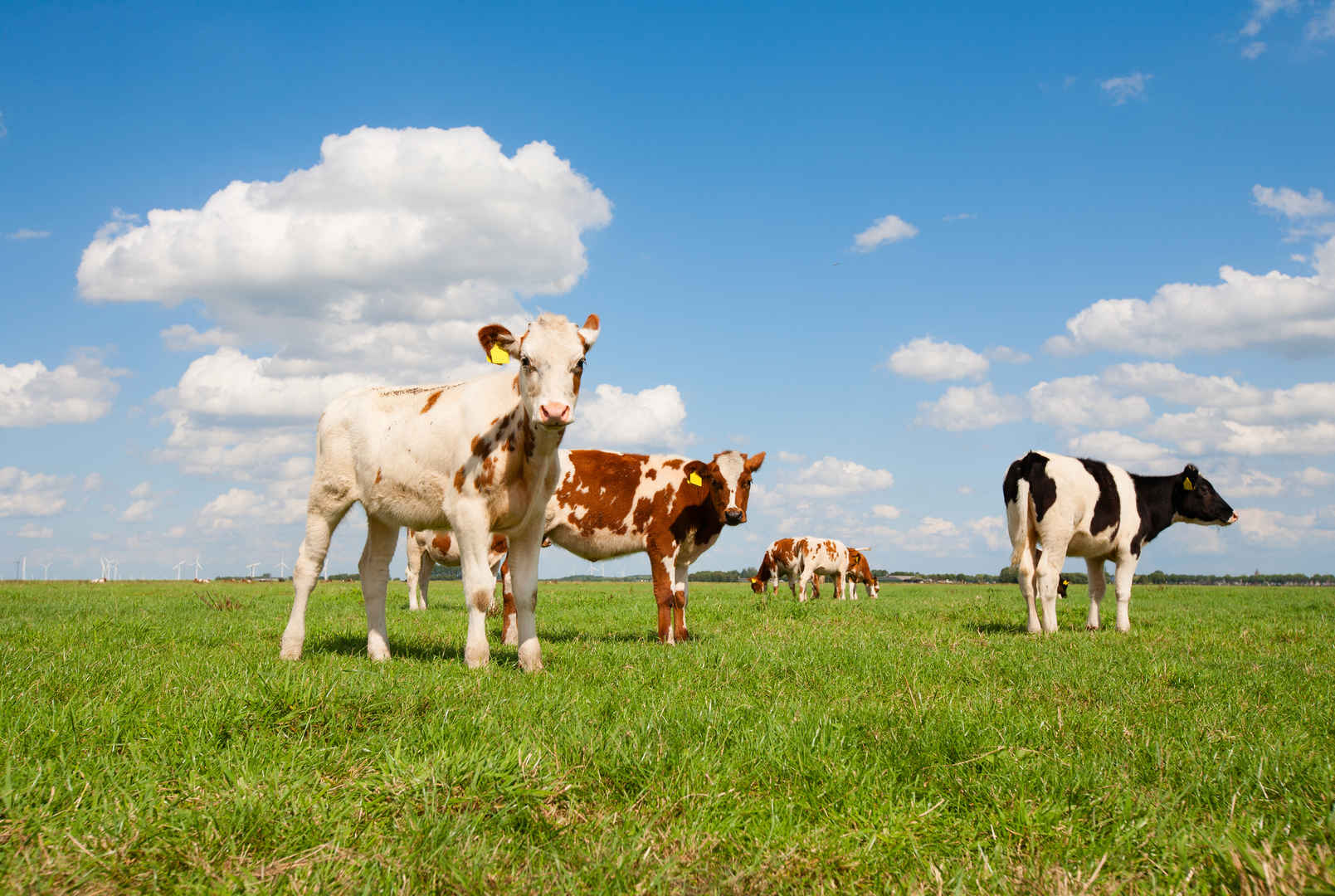 荷兰犊牛在草地上-