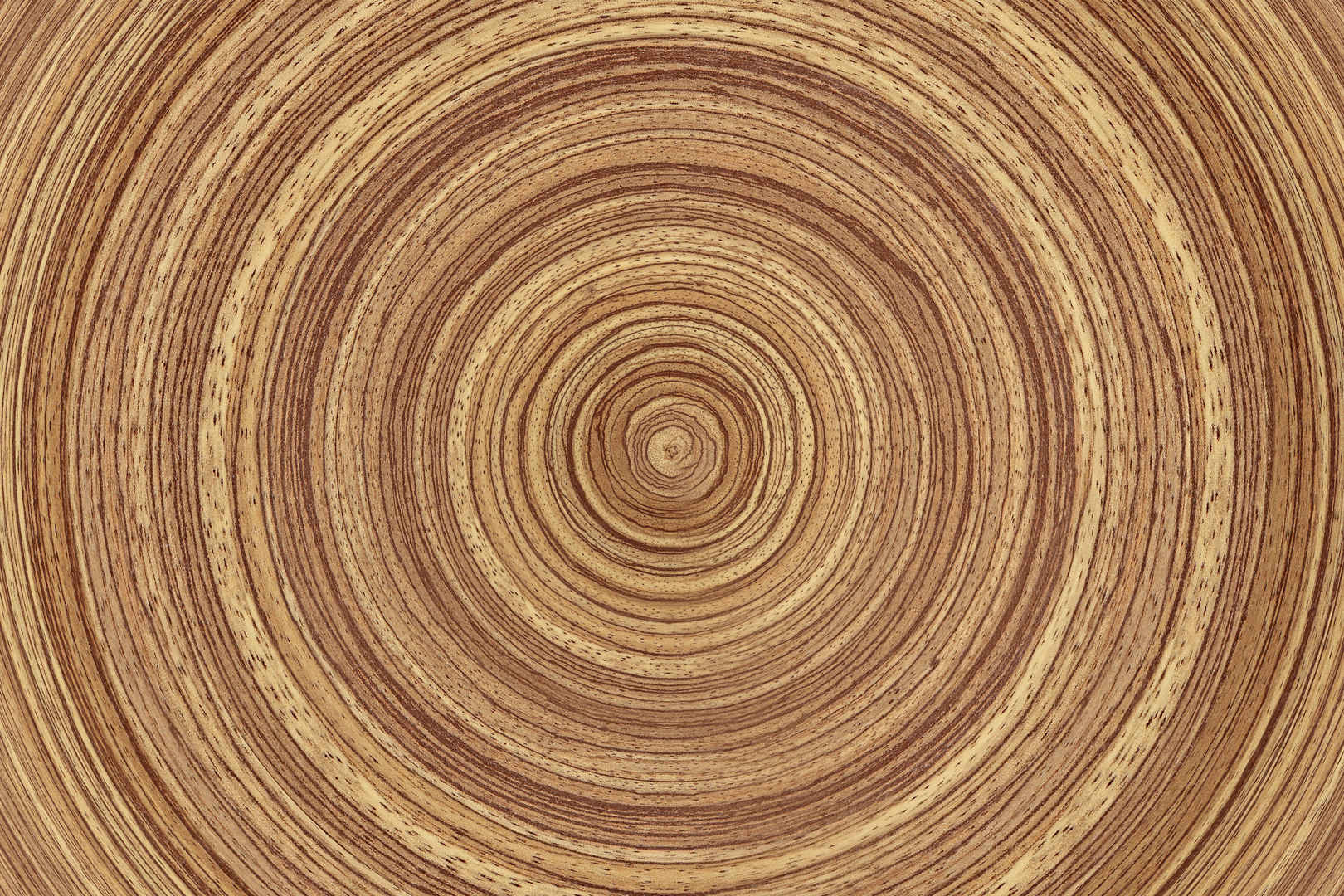 树的木环纹理-