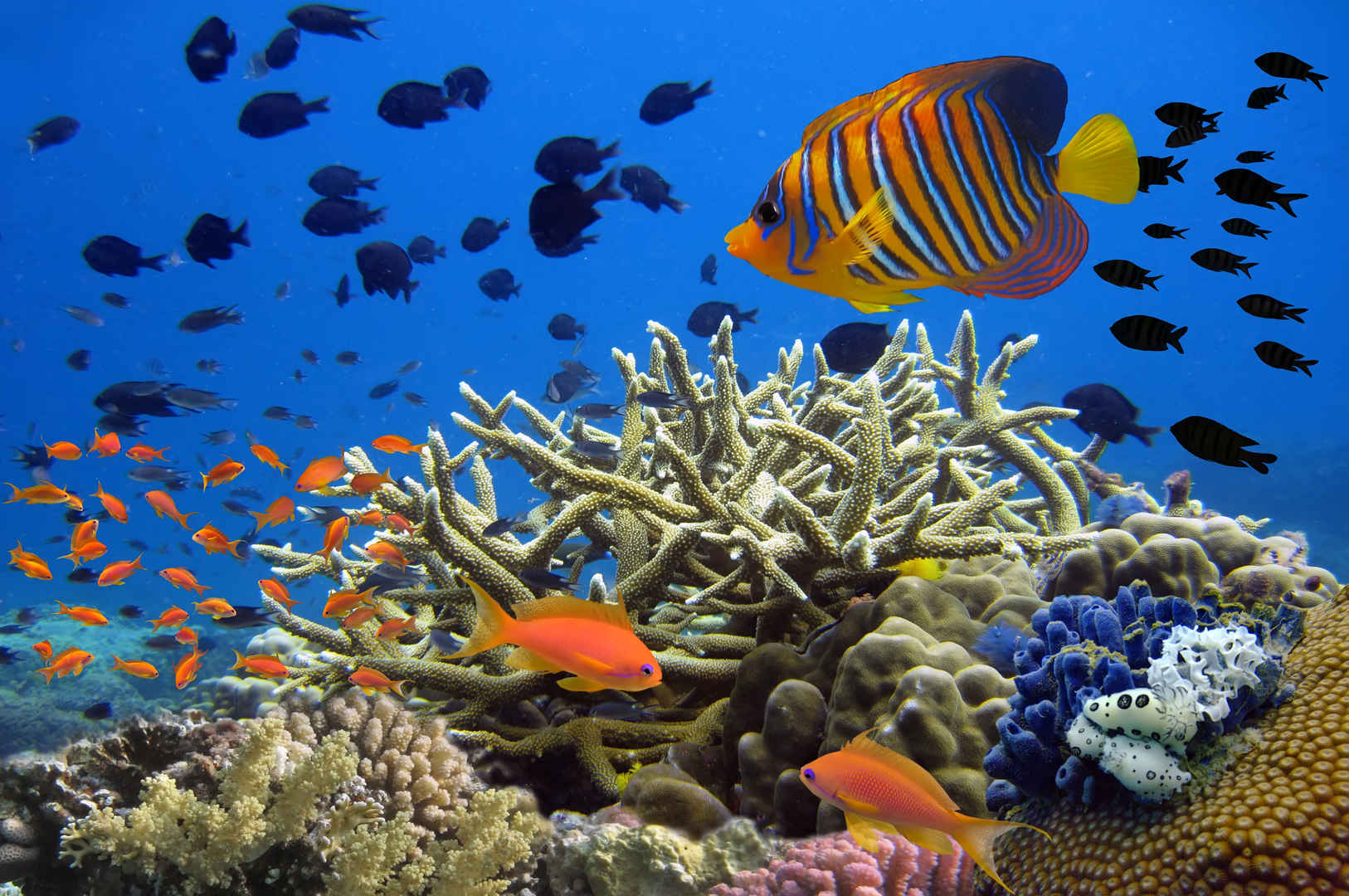 水下五彩斑斓的鱼和珊瑚礁