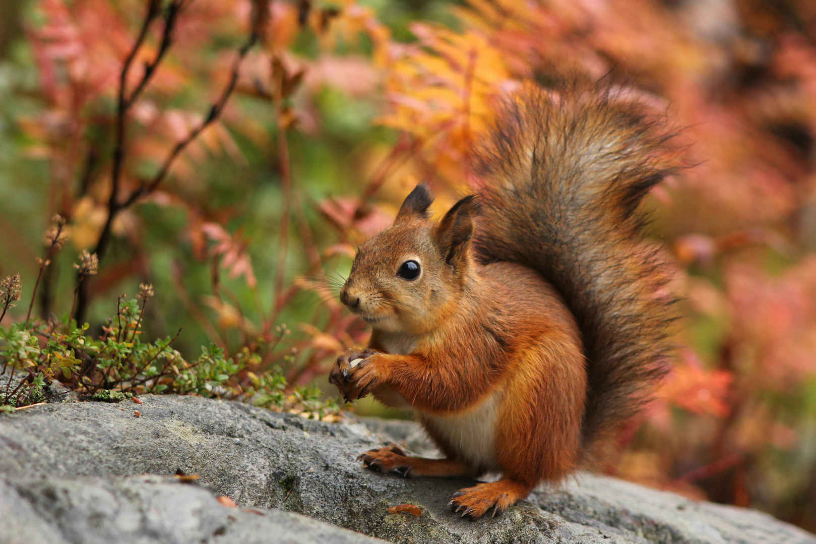 可爱的红松鼠秋天森林自然风光-