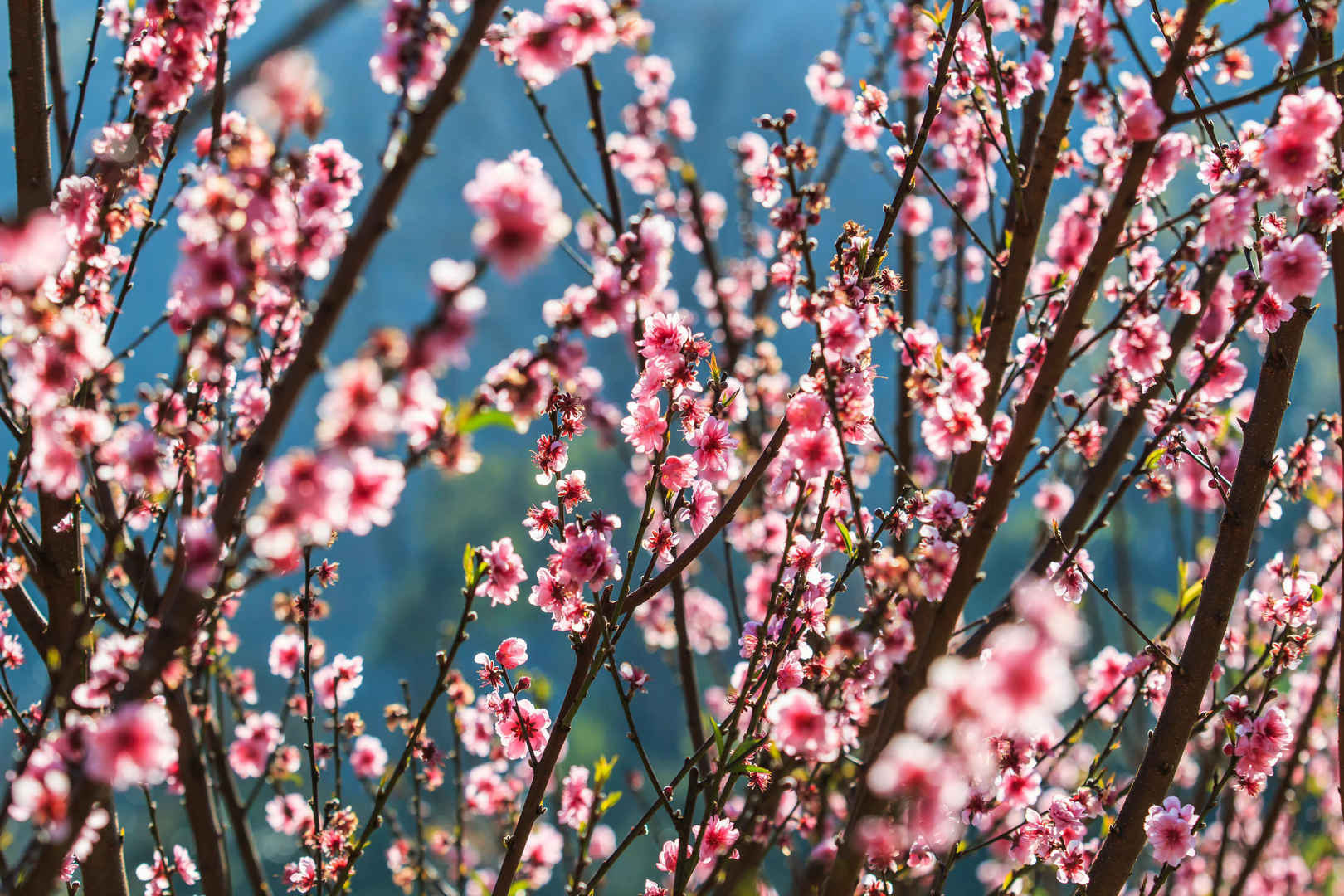 粉红的桃花摄影-