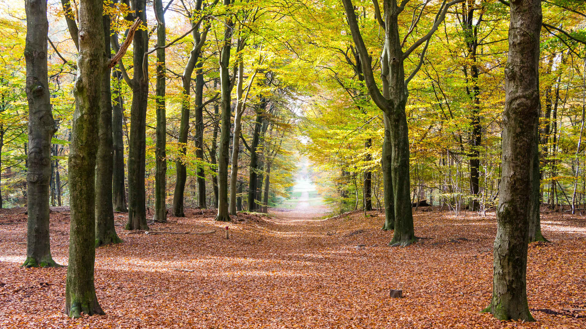 荷兰霍格吕森林公园秋季风景图