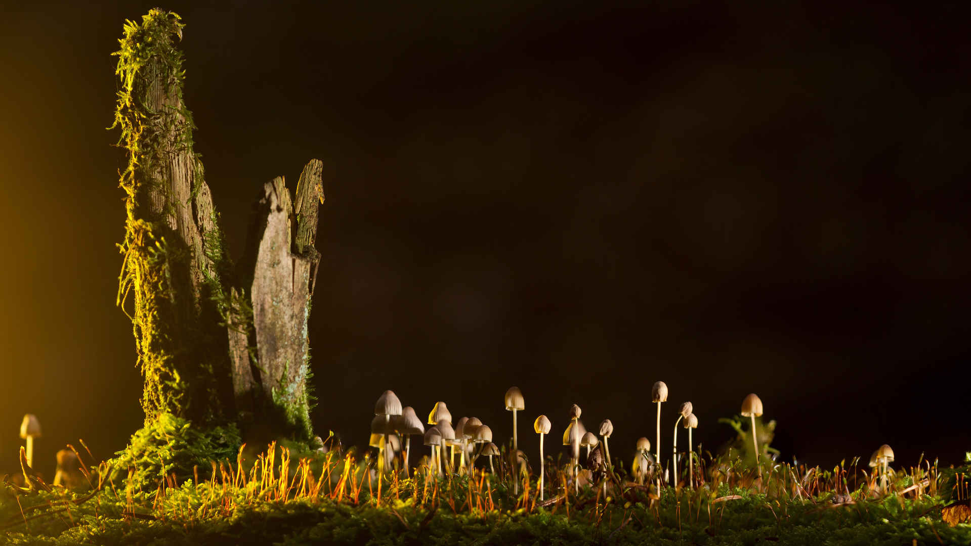 自然森林 蘑菇 小蘑菇