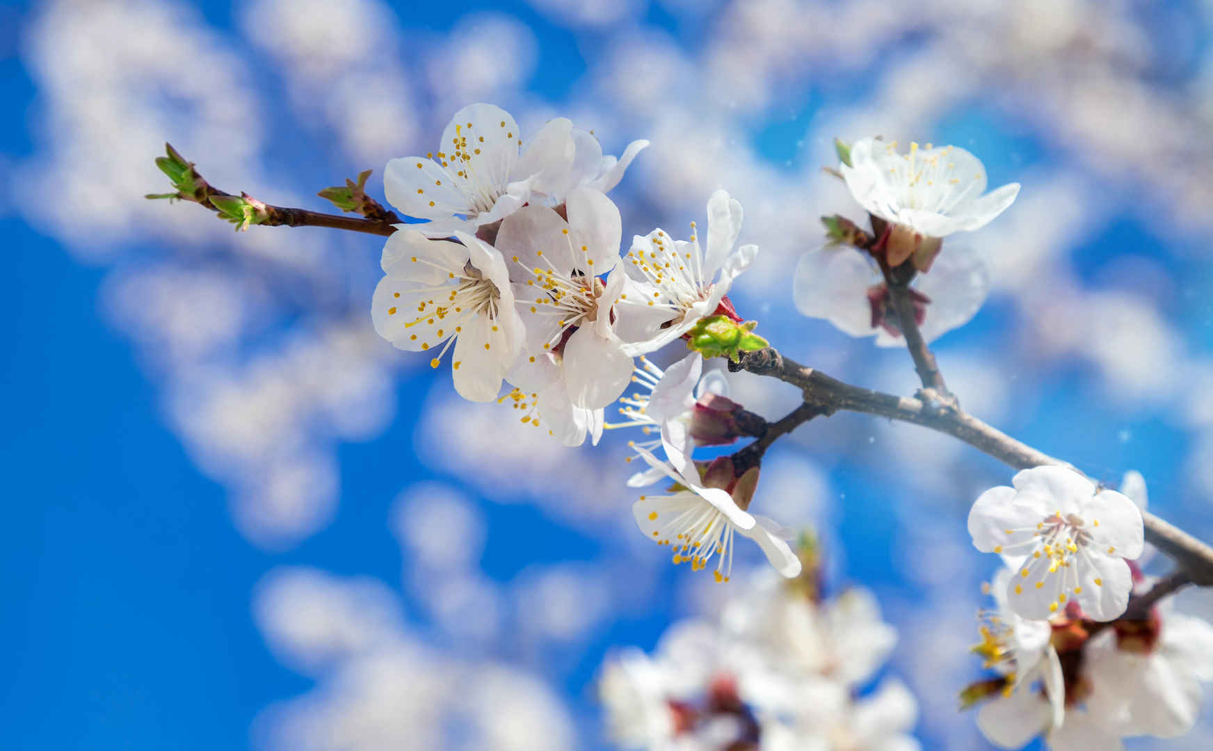 春天的花开在明亮的蓝色天空-