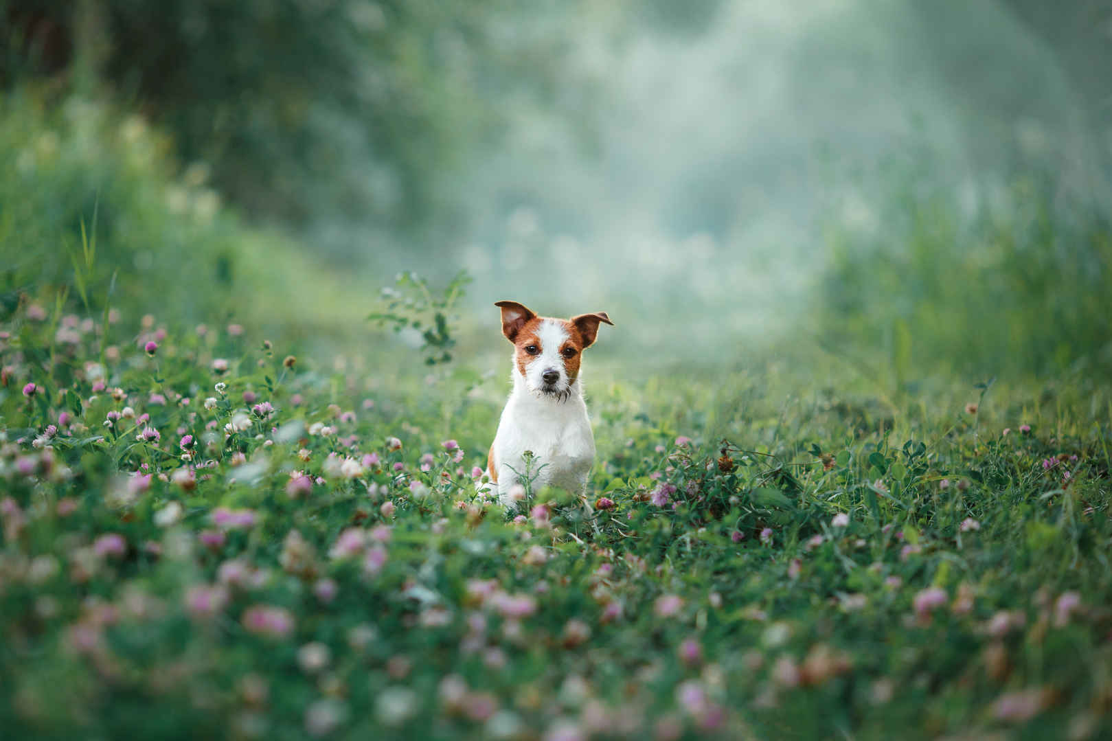 一只小狗草地上站着图片