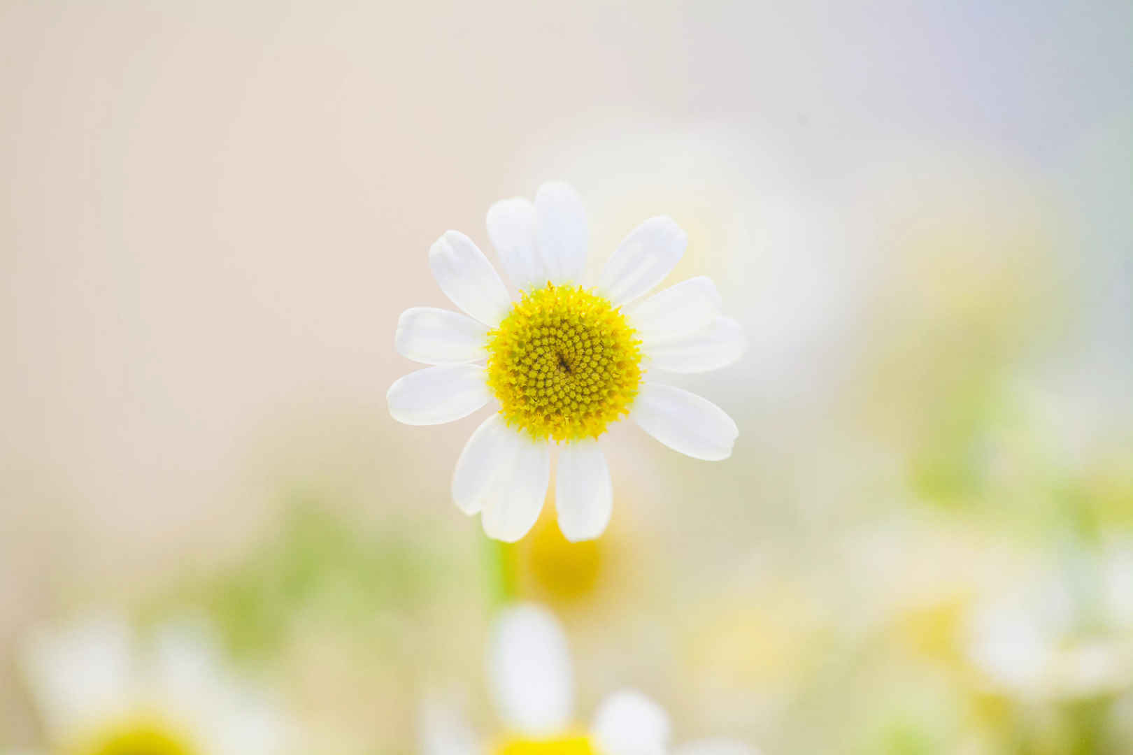 白色雏菊花朵