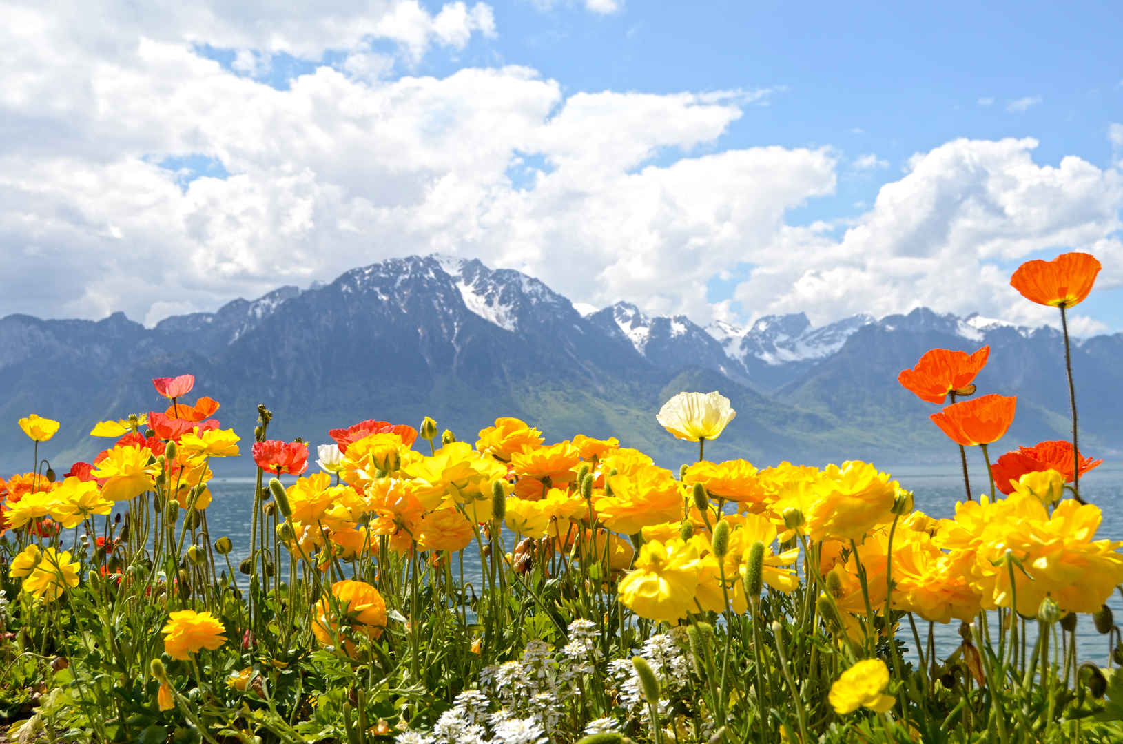 蒙特勒日内瓦湖的鲜花瑞士壁纸-