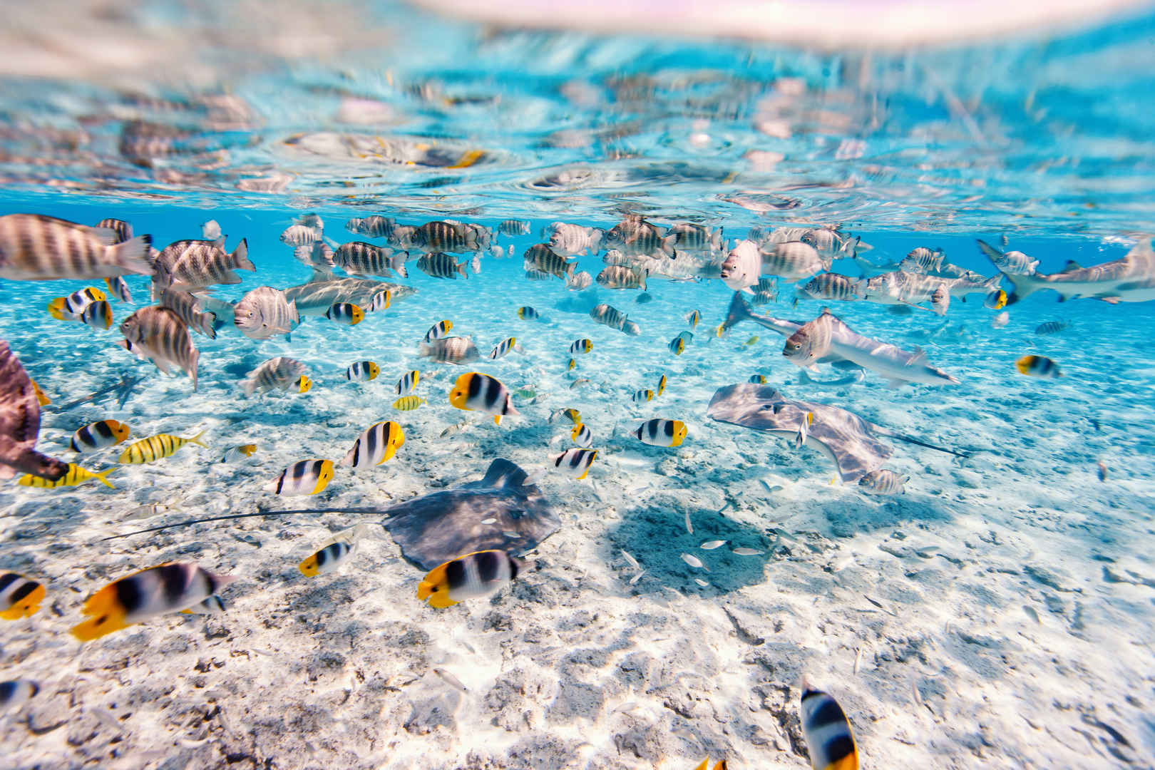 水下在波拉波拉岛环礁湖七彩鱼和黄貂鱼-