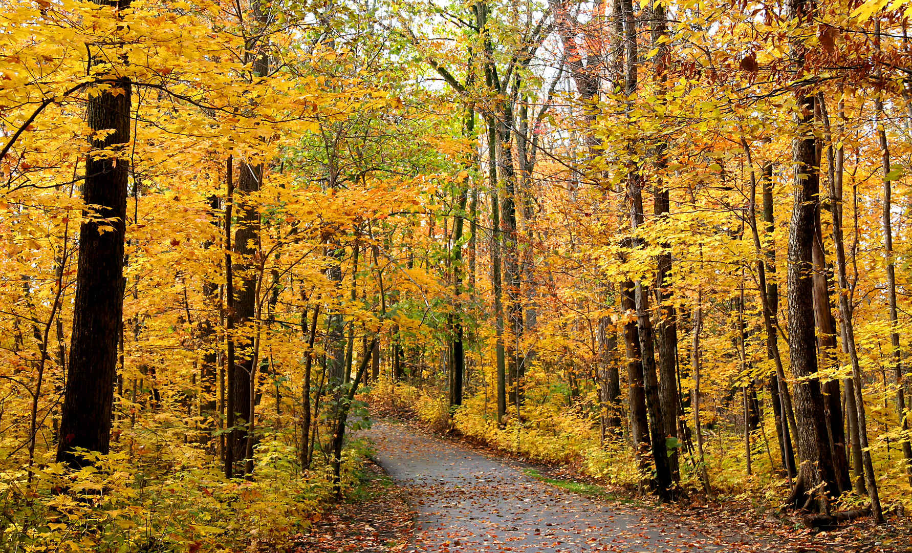 密歇根州立公园黄色彩色秋天壁纸-