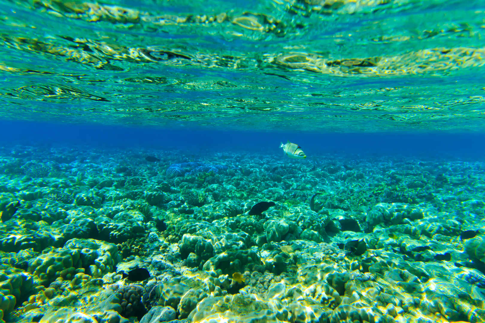 水下全景鱼和珊瑚壁纸-