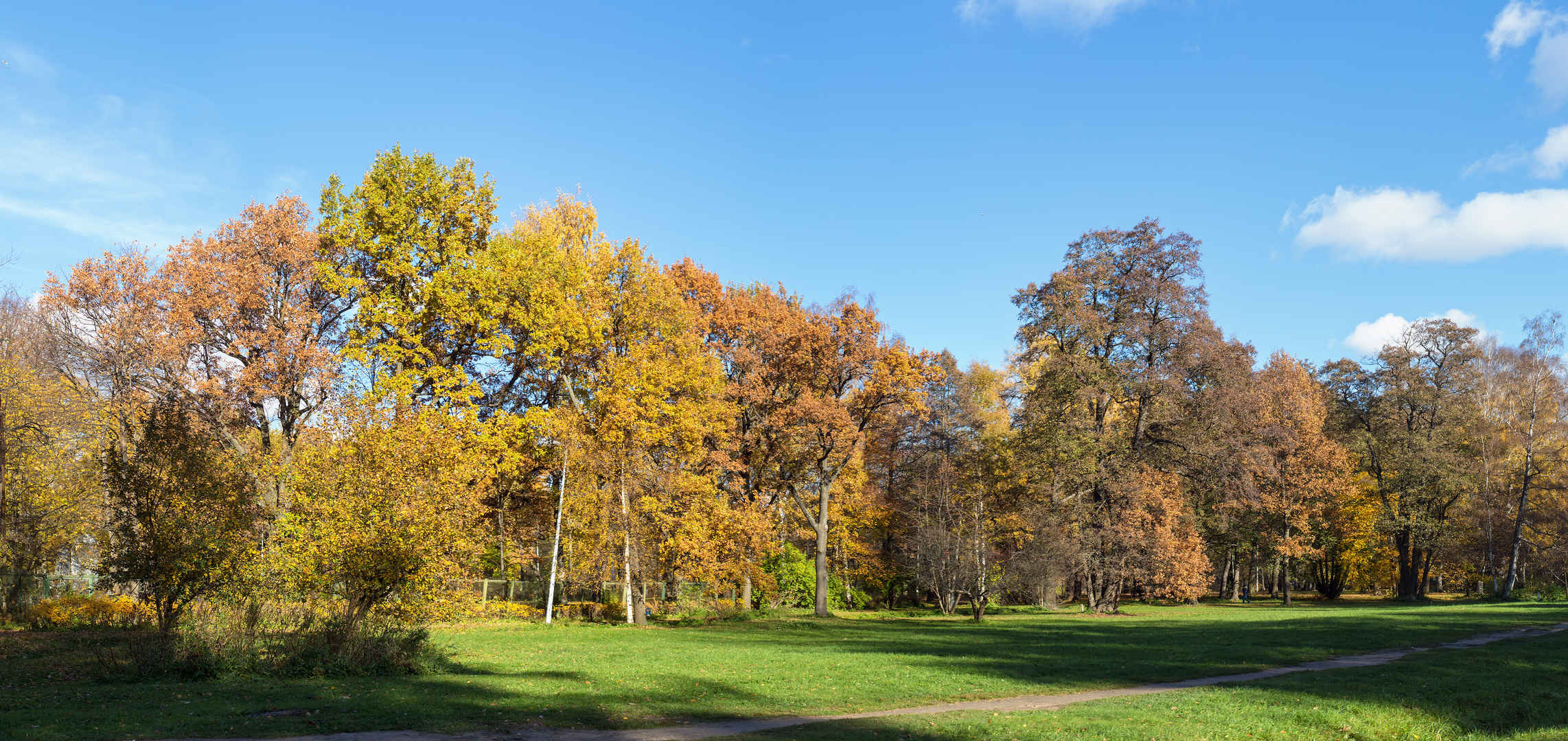 阳光明媚的公园与秋天的树木壁纸-