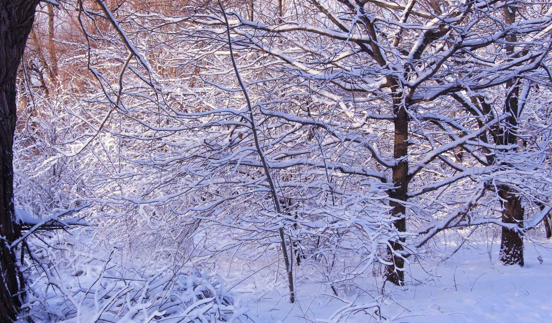 冬天山林积雪壁纸高清风景图片-