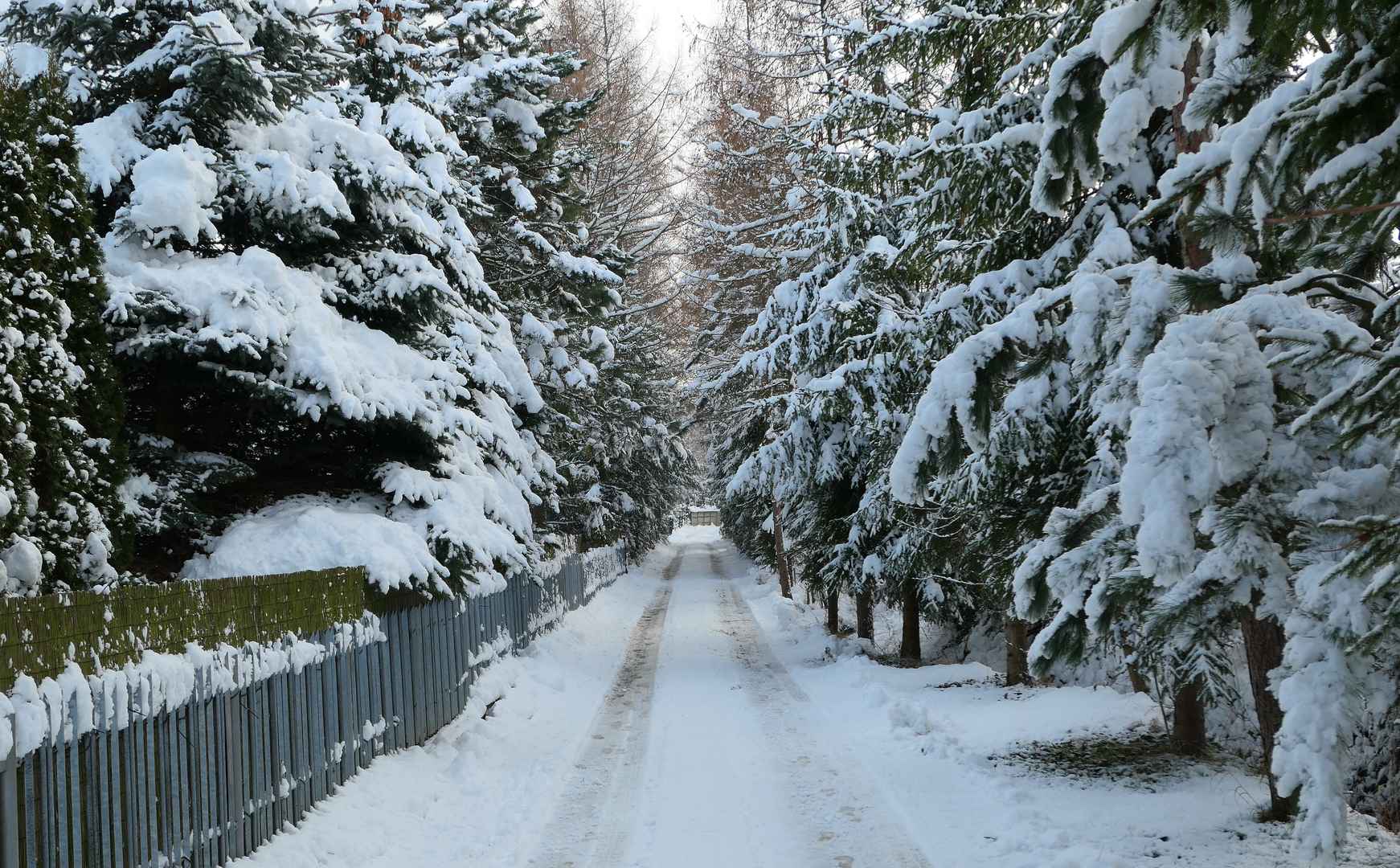 冬季路边花草树木降雪壁纸高清图片-