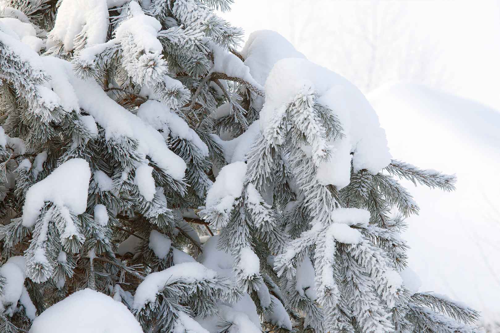 冬季树木积雪壁纸图片高清-