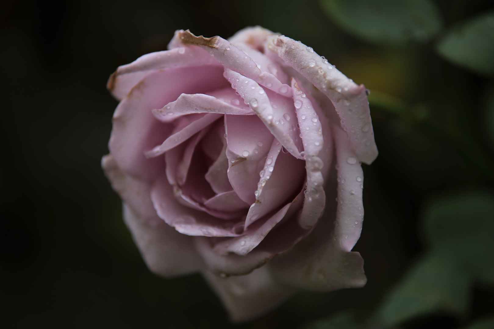 娇艳纯情的粉玫瑰高清壁纸图片