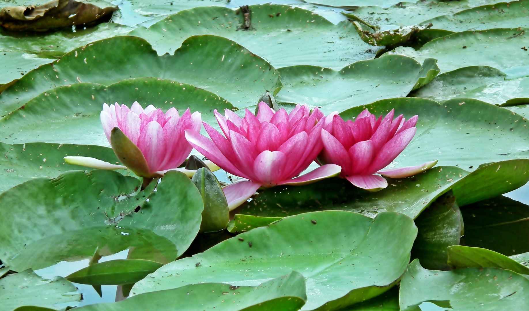 池塘里睡莲花朵高清图片