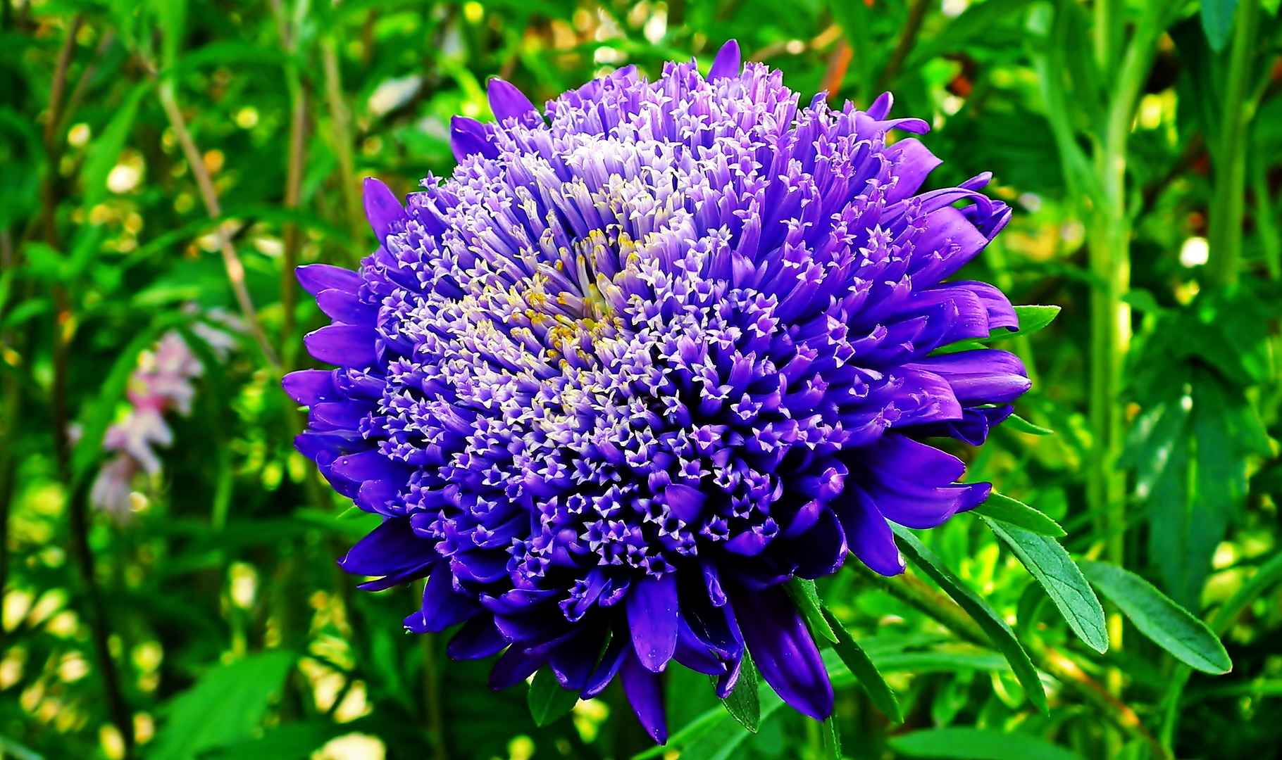 一朵紫苑花花瓣图片