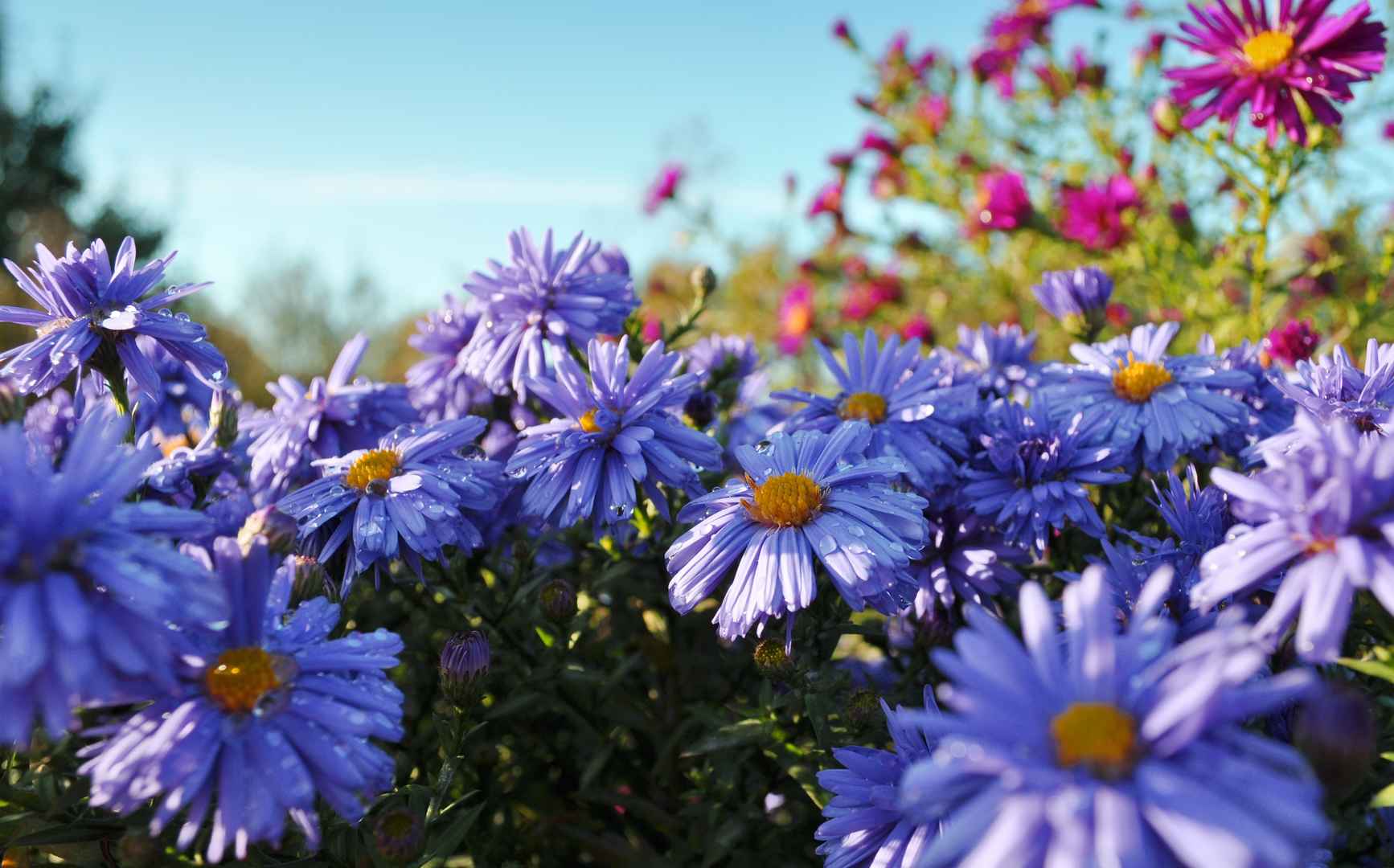 紫苑花紫色图片
