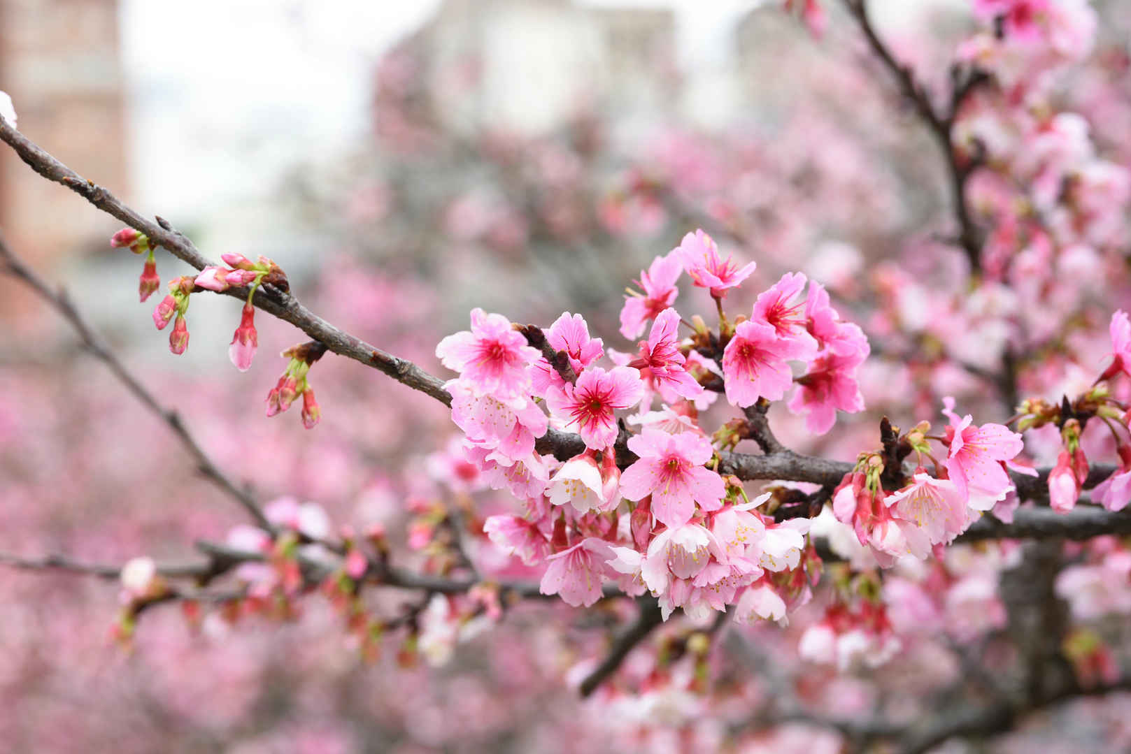 高清粉色樱花摄影图片