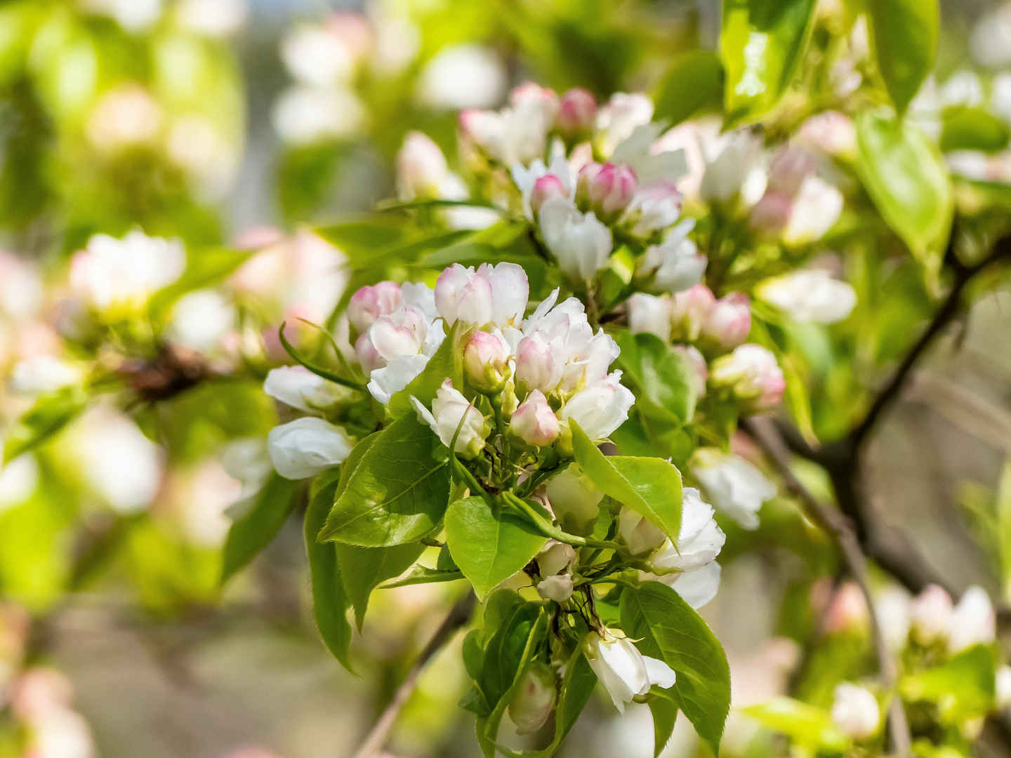 春季白色梨花高清图片