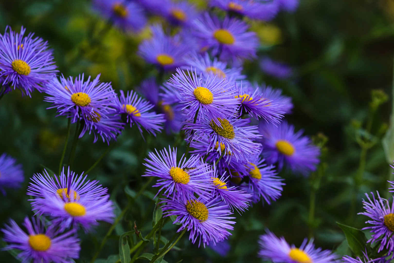 紫苑花绽放高清图片