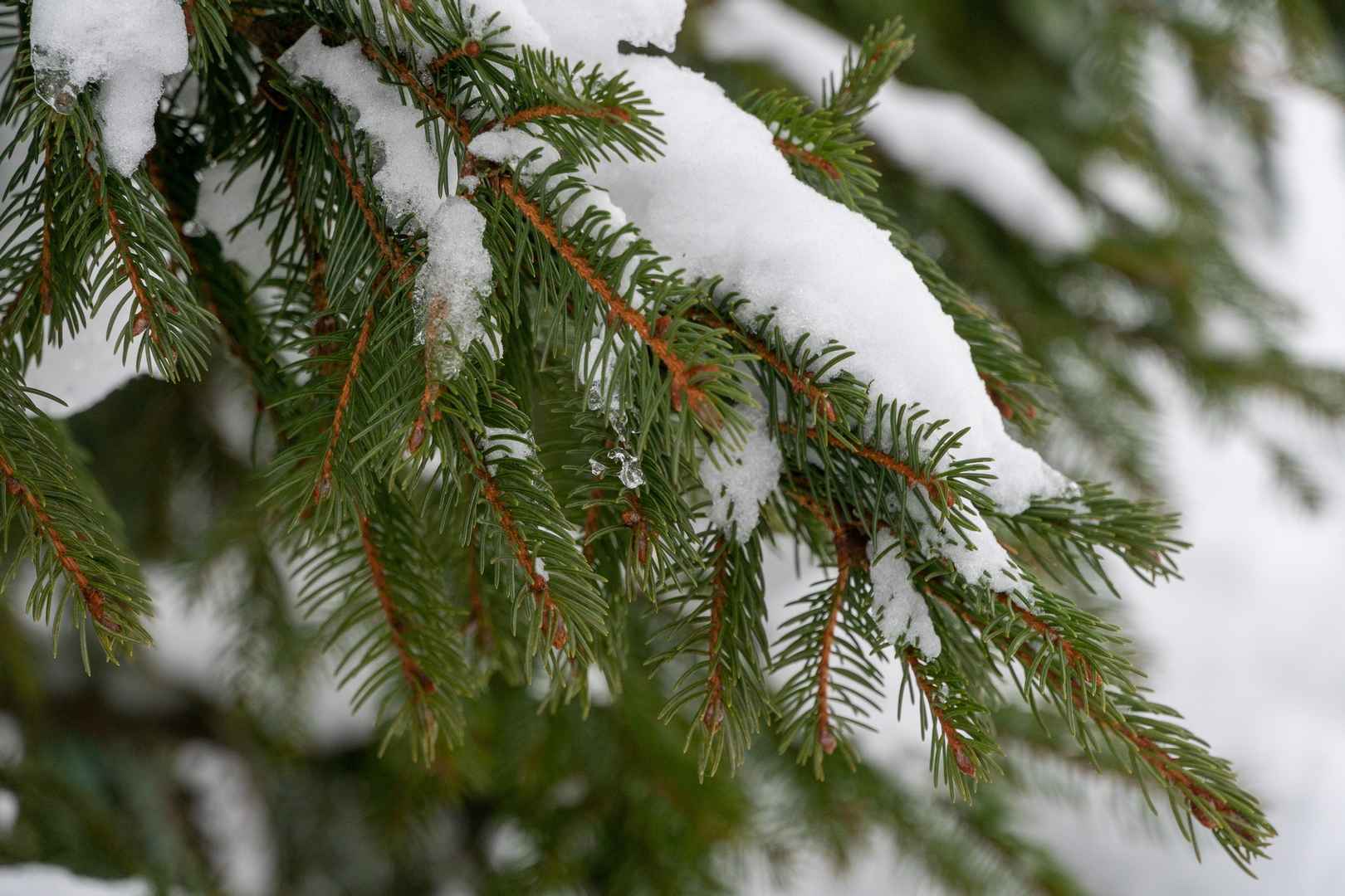 冬天松树积雪美景手机壁纸图片-