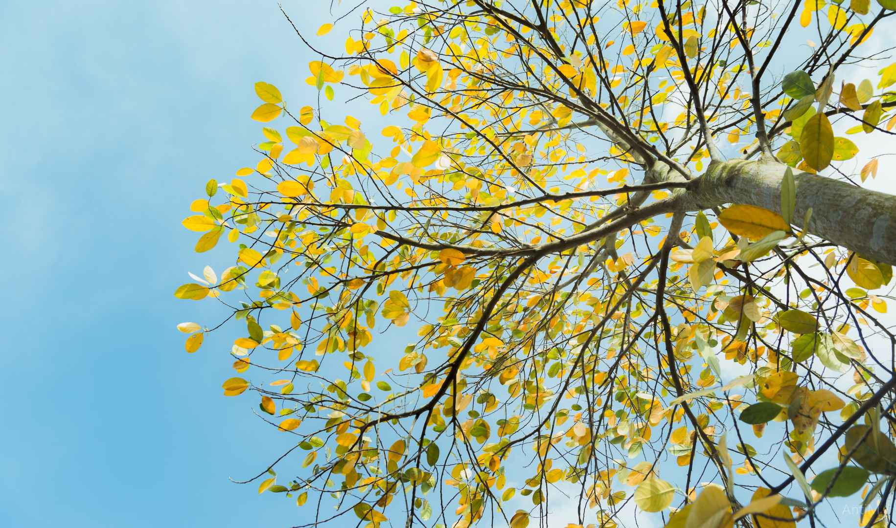 秋季变黄的树木唯美壁纸图片-