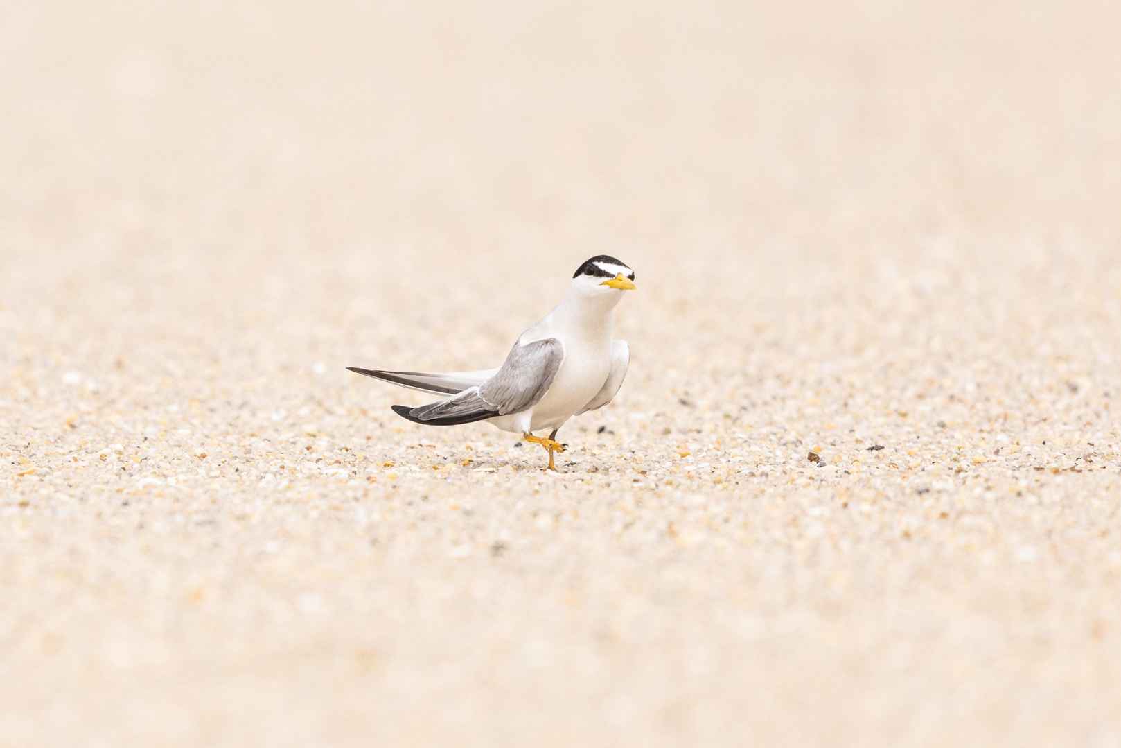 沙滩上海鸟图片