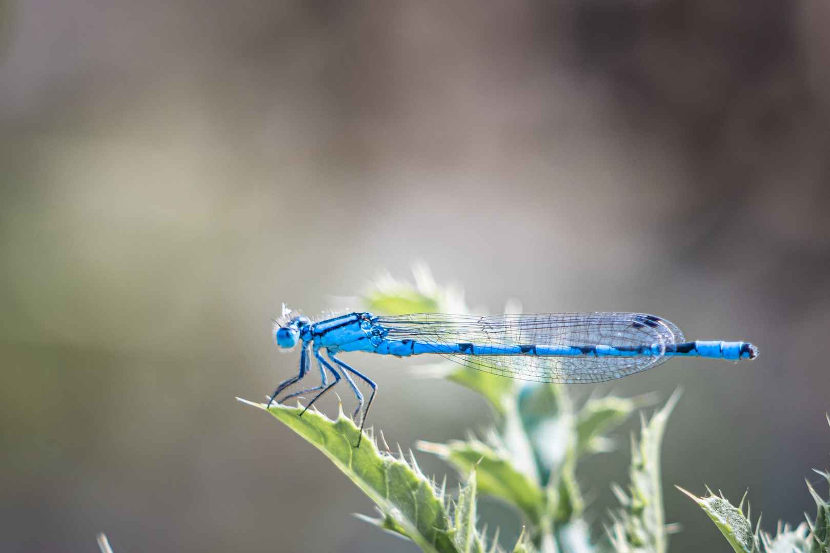 蓝色小蜻蜓图片