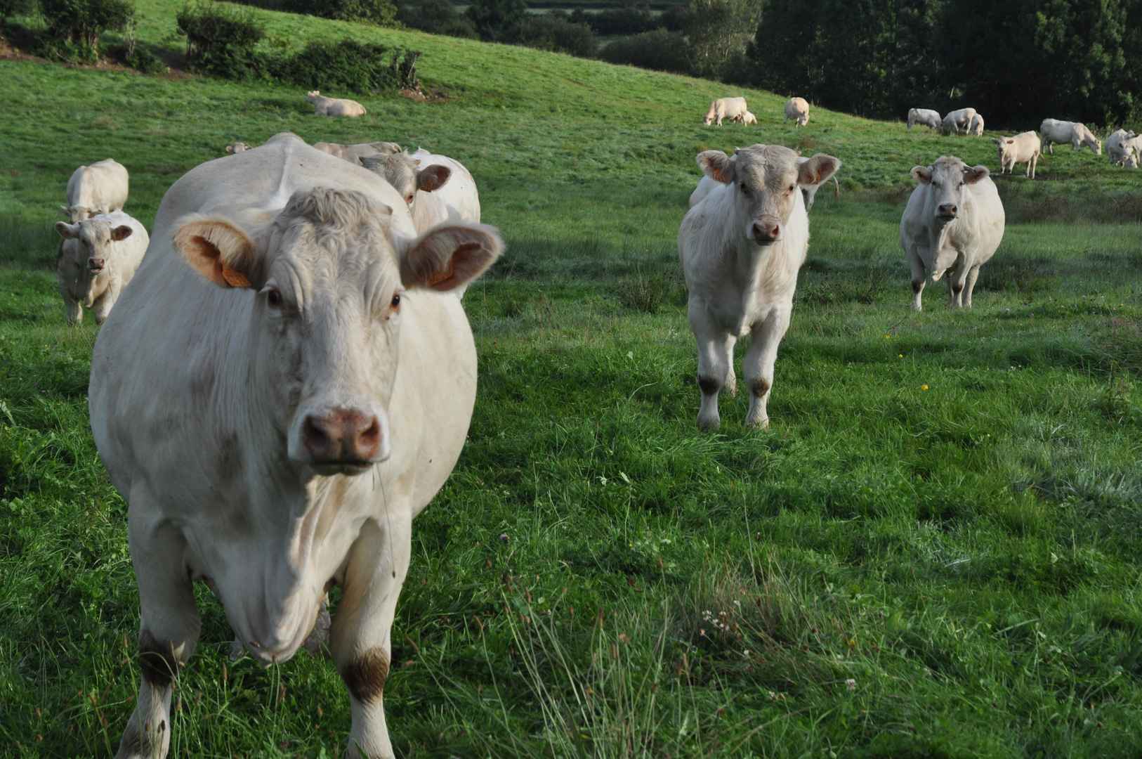 高原地区放养的牛高清壁纸图片-