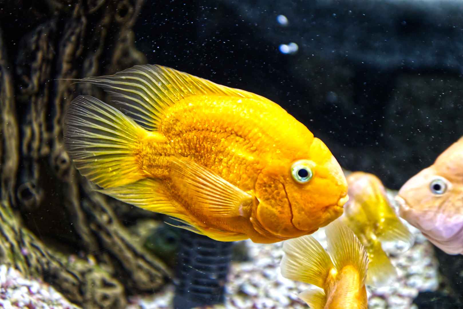 玻璃鱼缸黄色观赏鱼高清壁纸图片