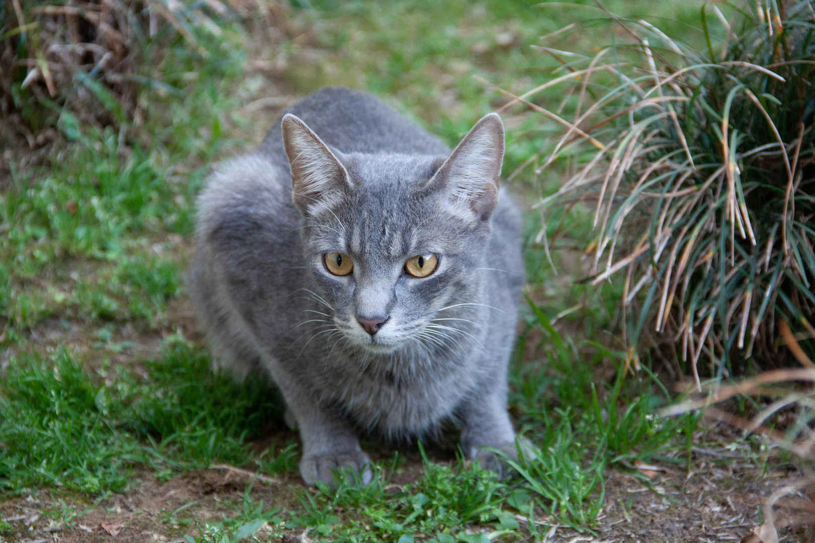 灰色野猫图片