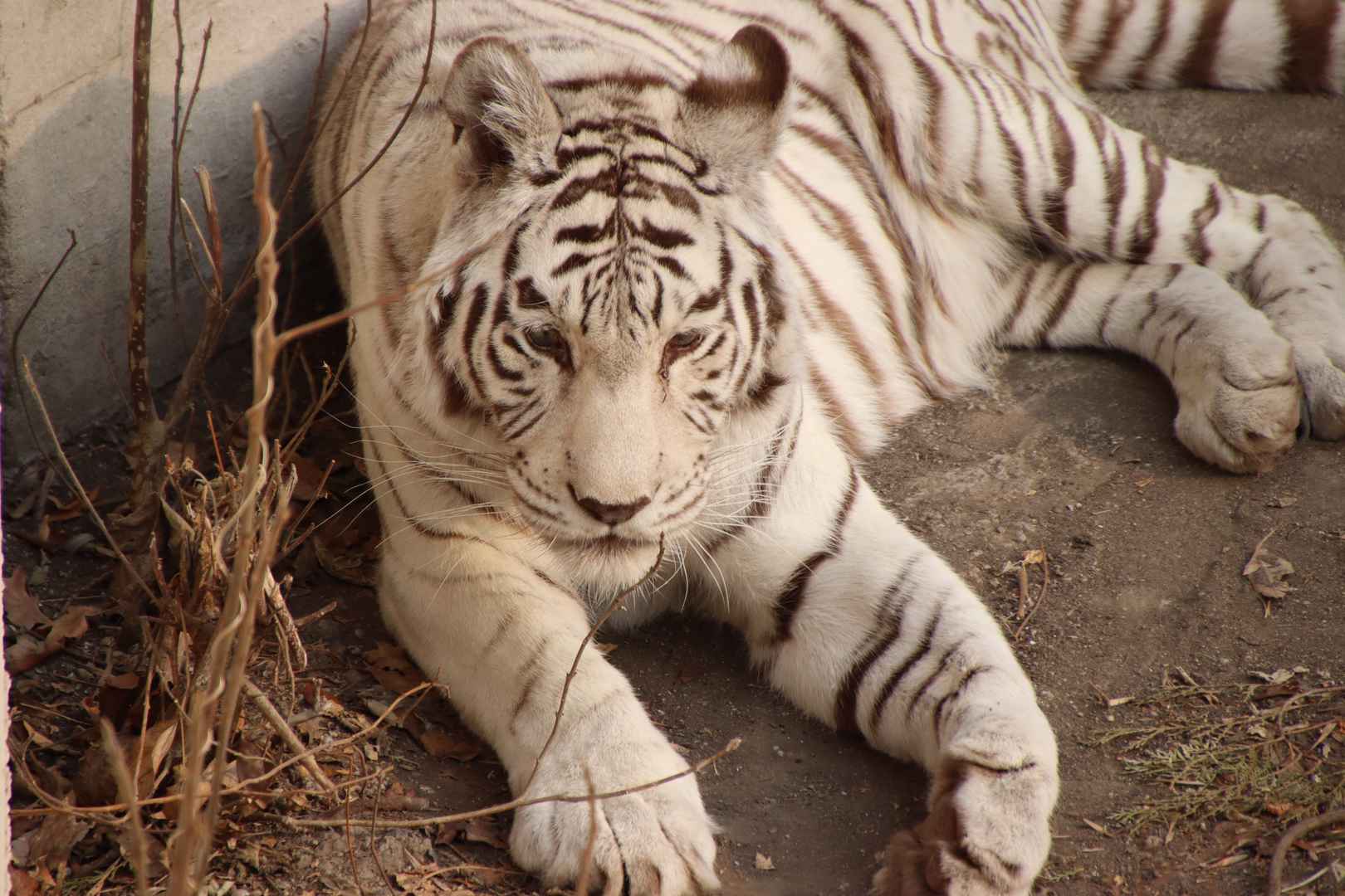 白虎休息图片