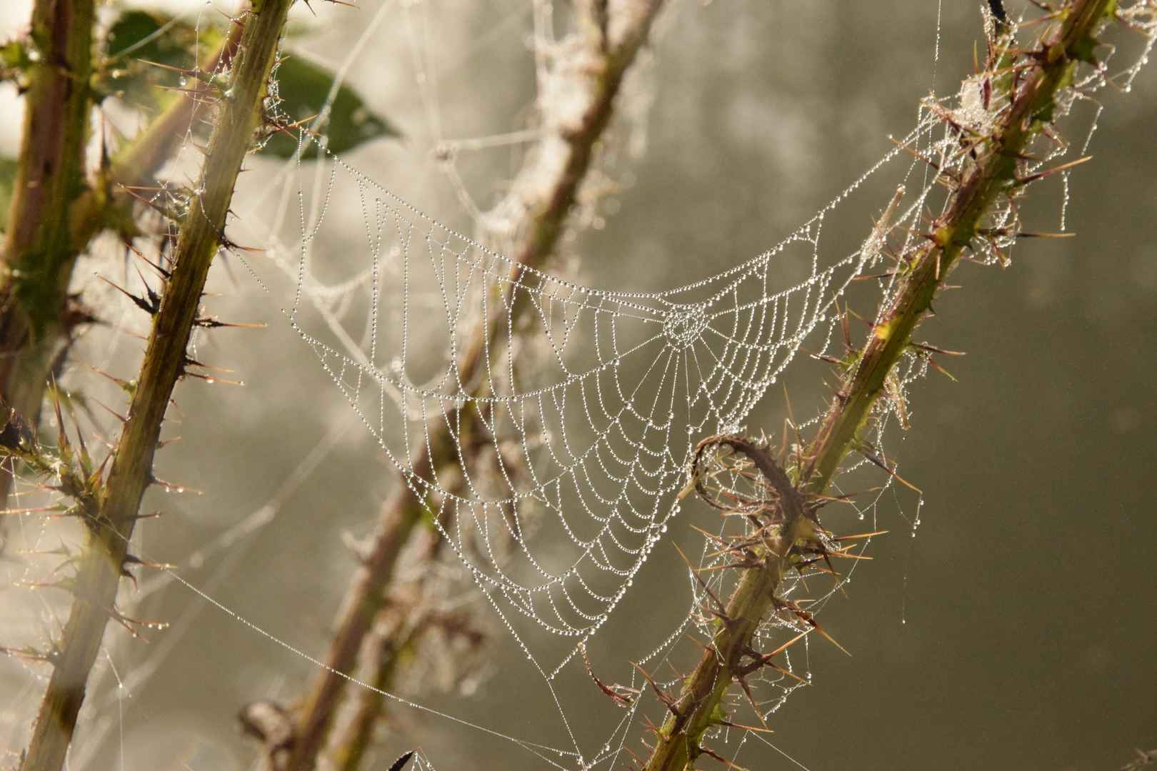 透明的蜘蛛网高清壁纸图片-