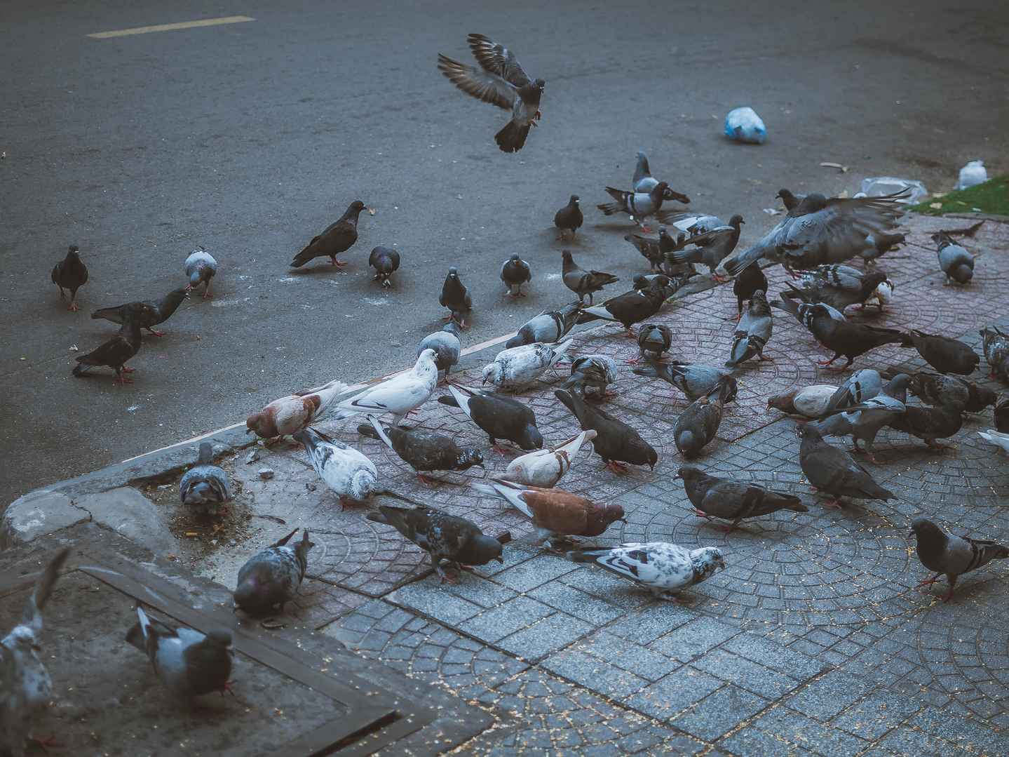 广场上的鸽子群高清壁纸图片-