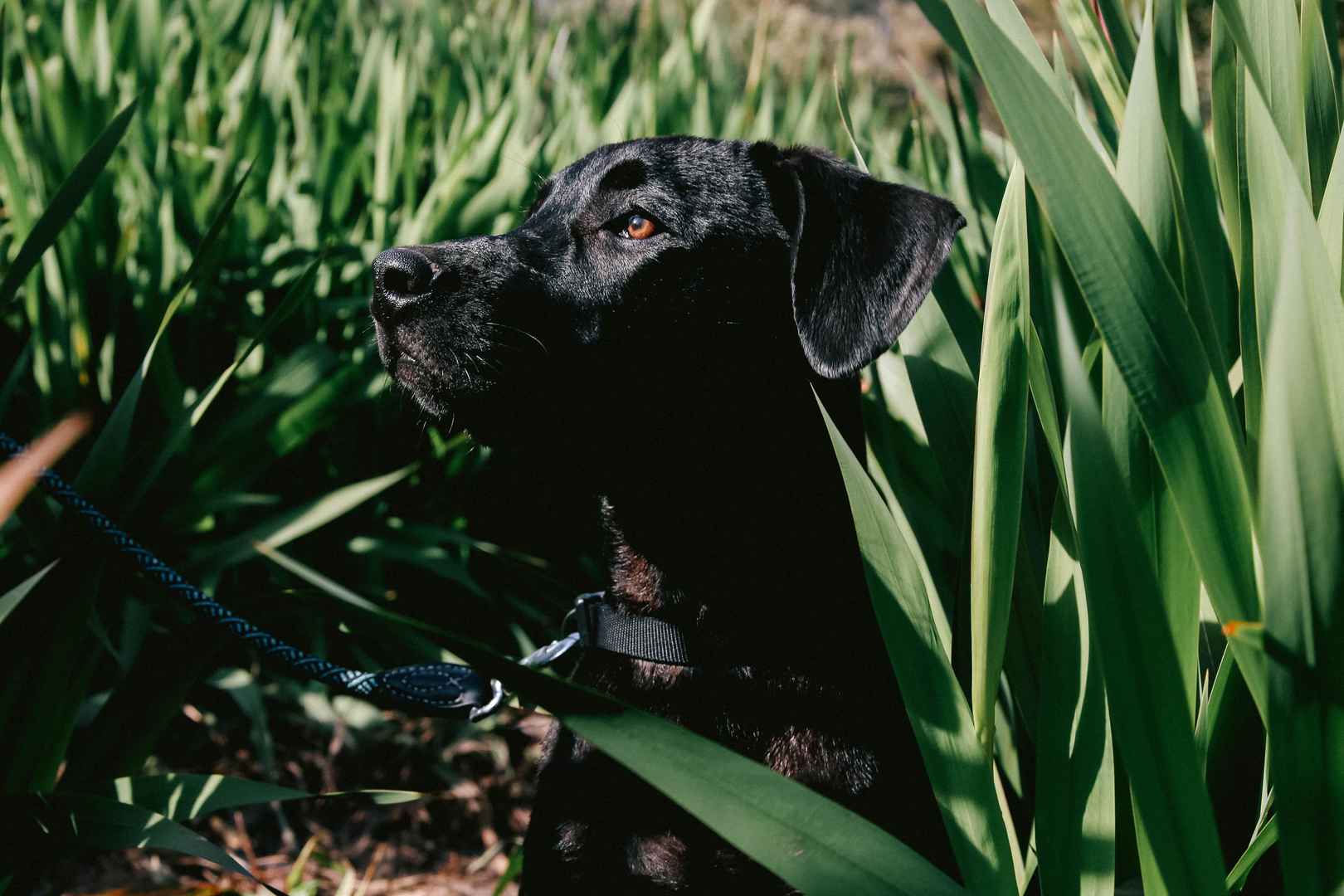 帅气的黑色拉布拉多猎犬高清壁纸图片-