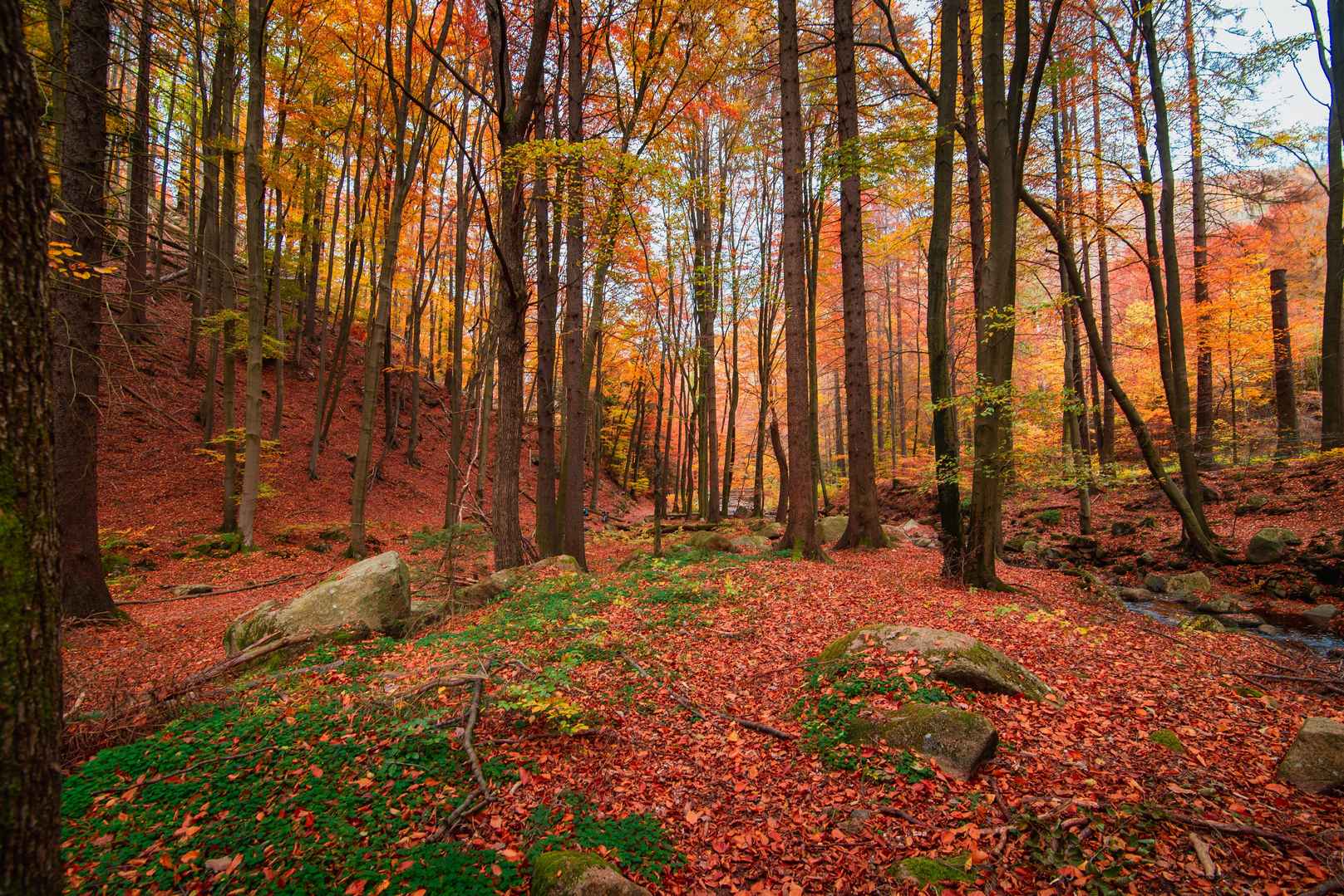 秋季山林枯叶高清壁纸景色图片