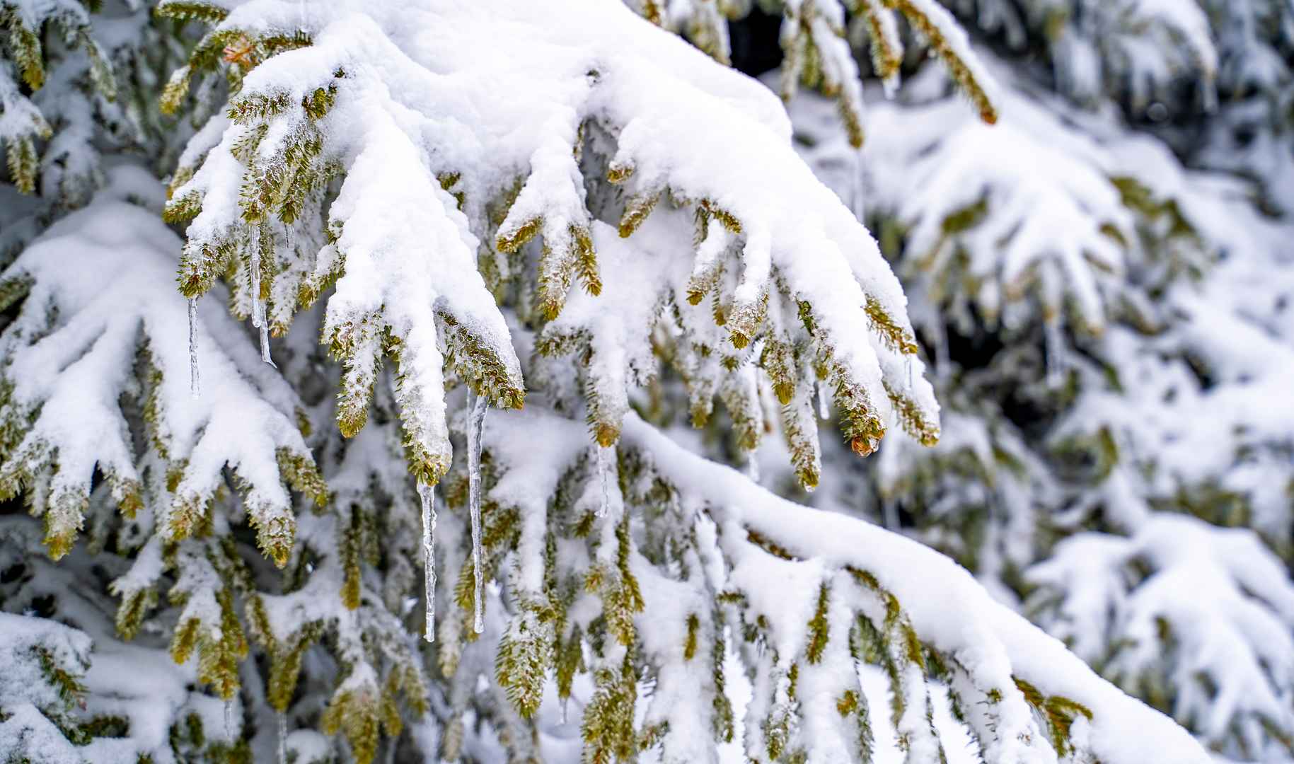 冬季山林花草树木雪景桌面壁纸图片-