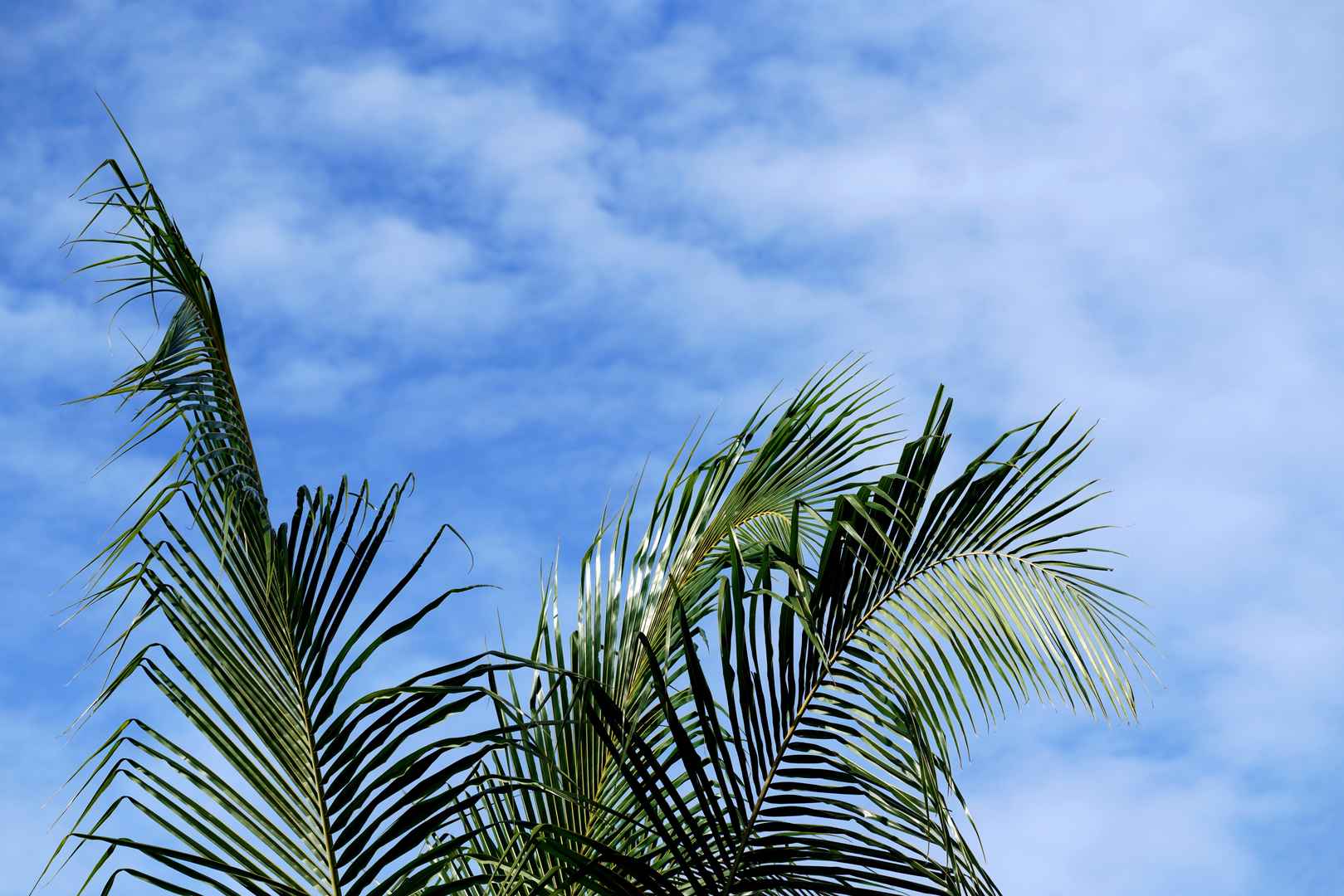 蓝天下棕榈树叶桌面壁纸图片-