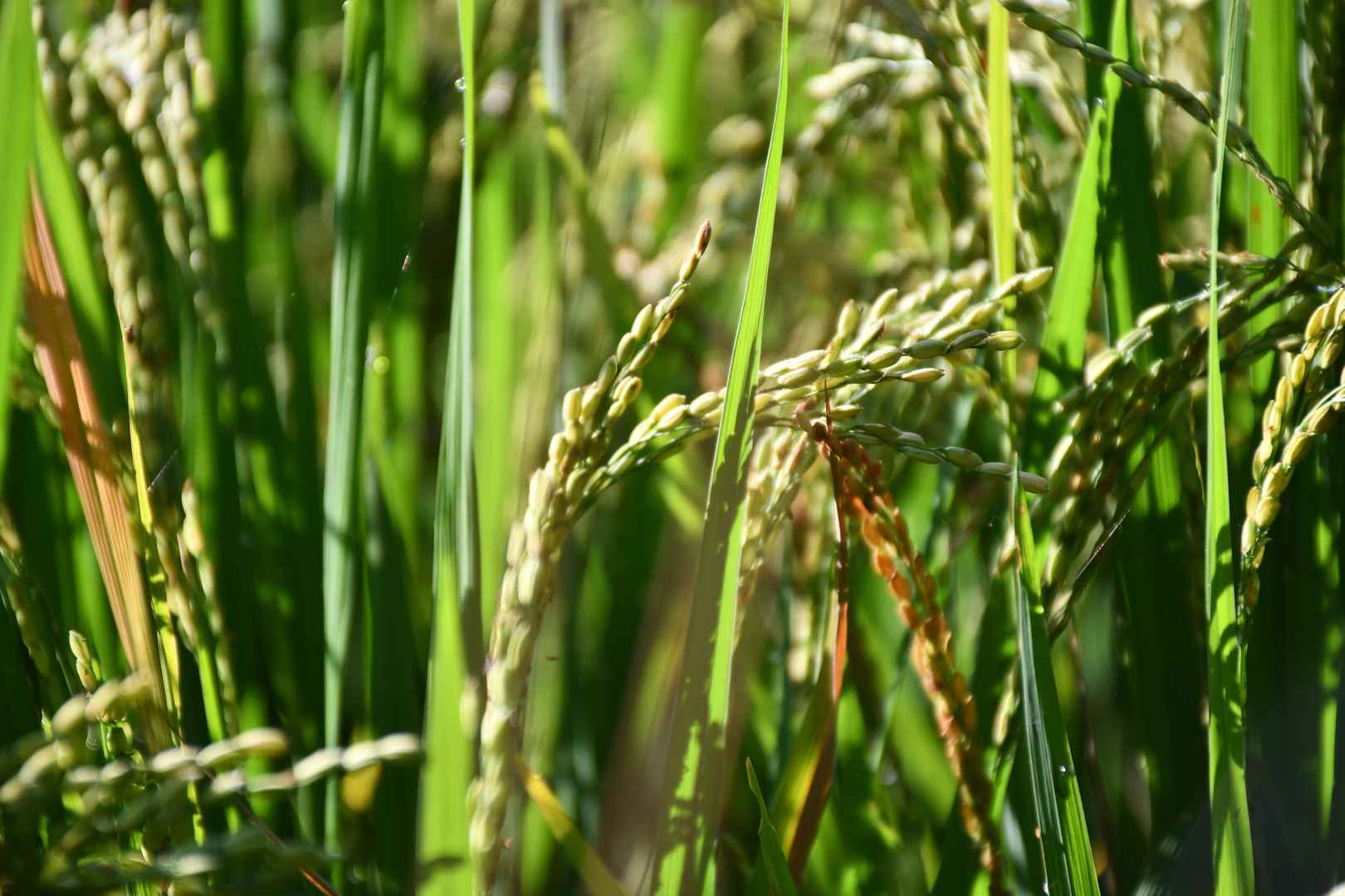 稻田水稻摄影图片-
