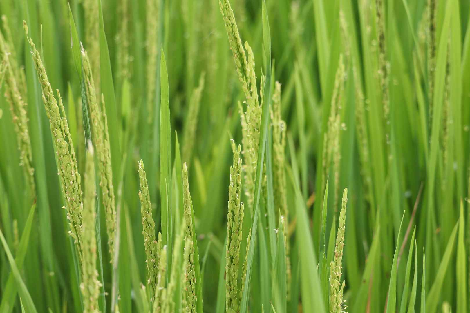 绿色水稻图片-