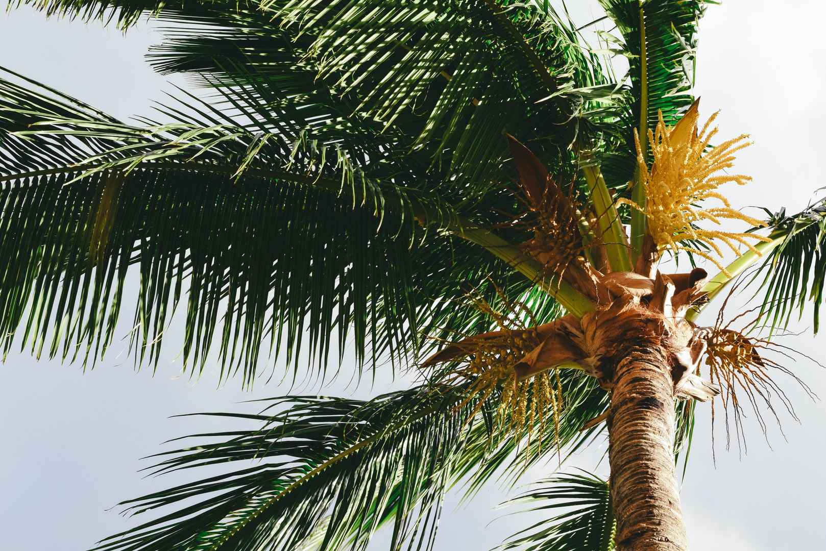 茂盛的棕榈树图片-