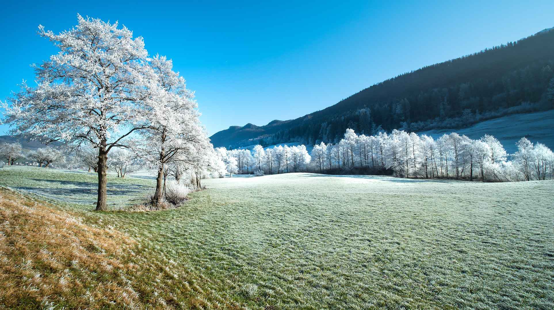 唯美冬天树木风景图片-