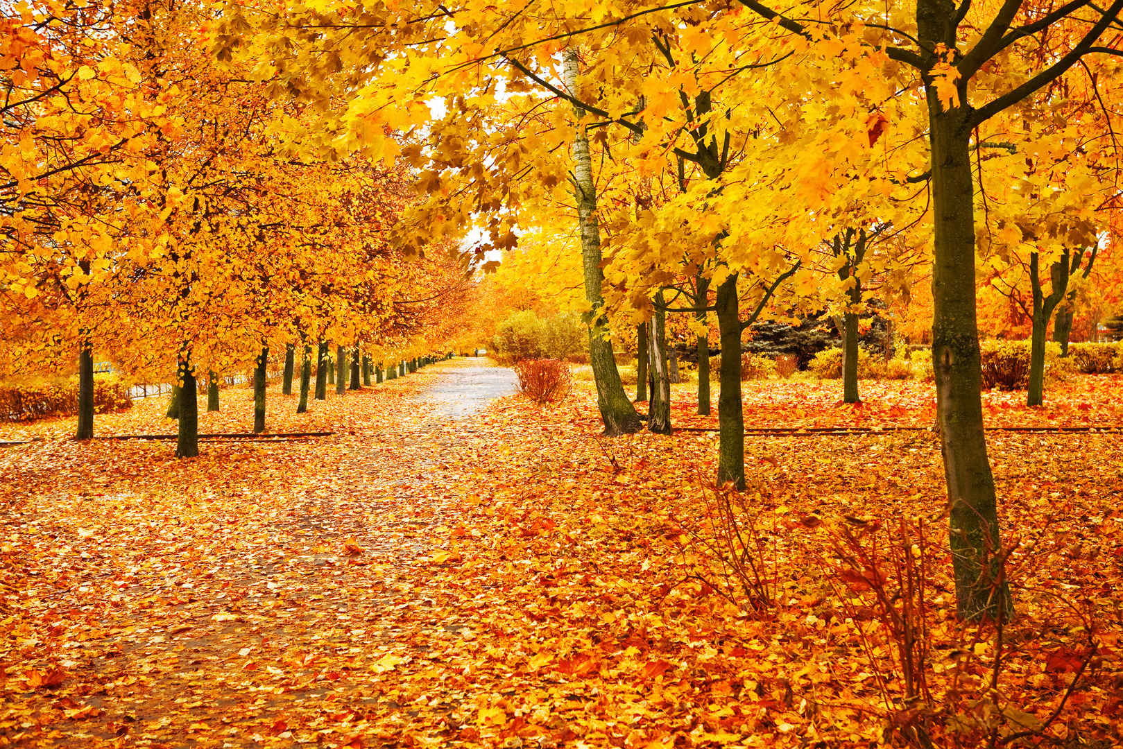 林间道路秋季落满树叶唯美壁纸-