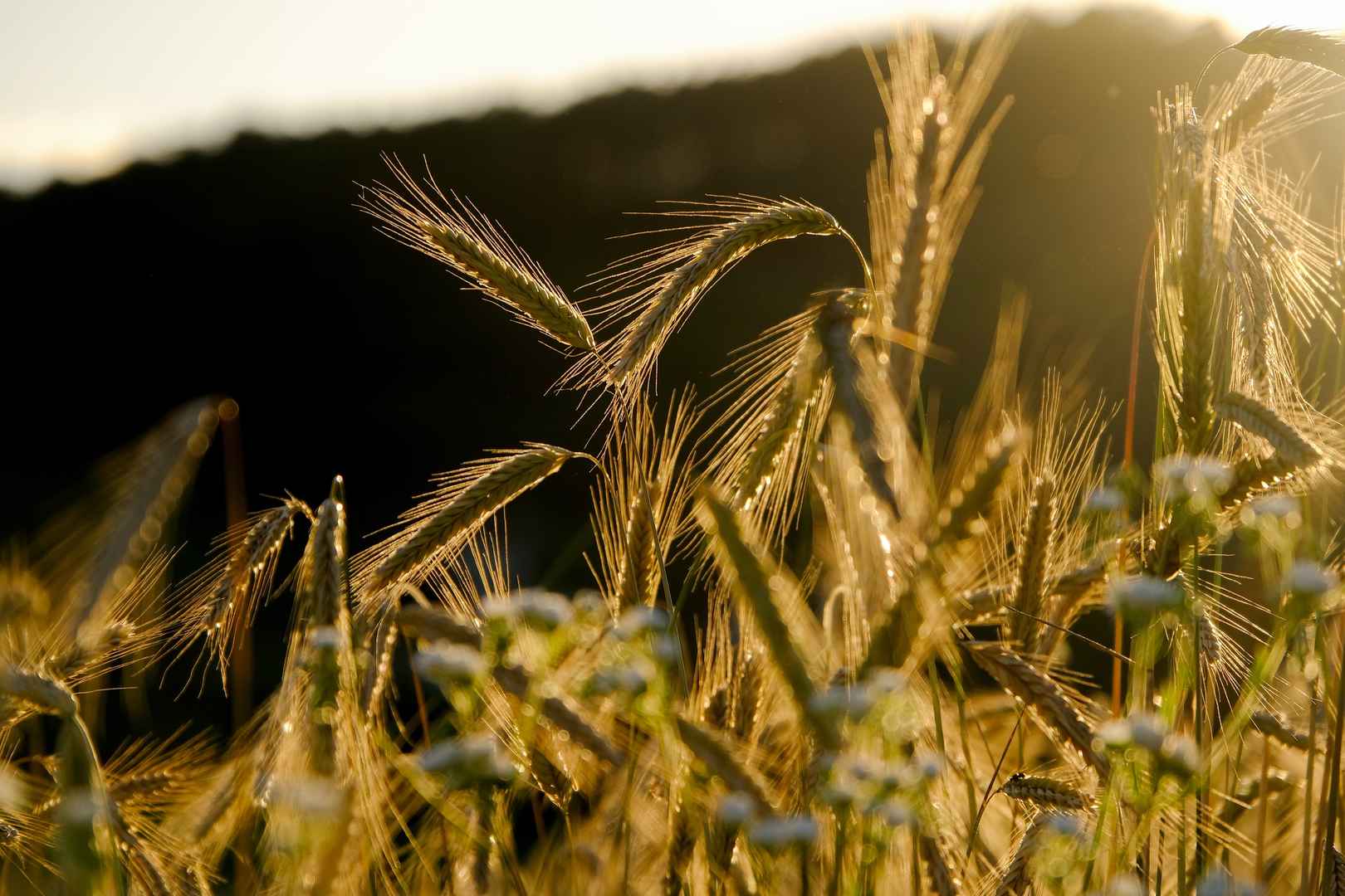 清晨小麦背景图片-