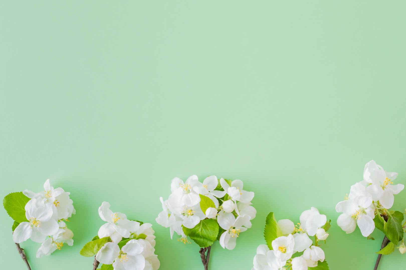 绿色白花平面的构图背景